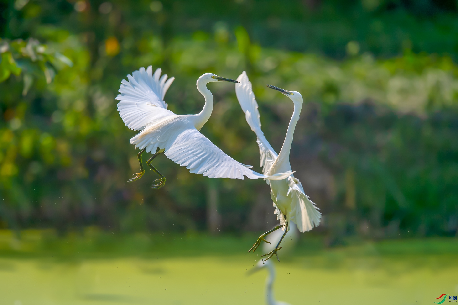 DSC_���� - ����.jpg