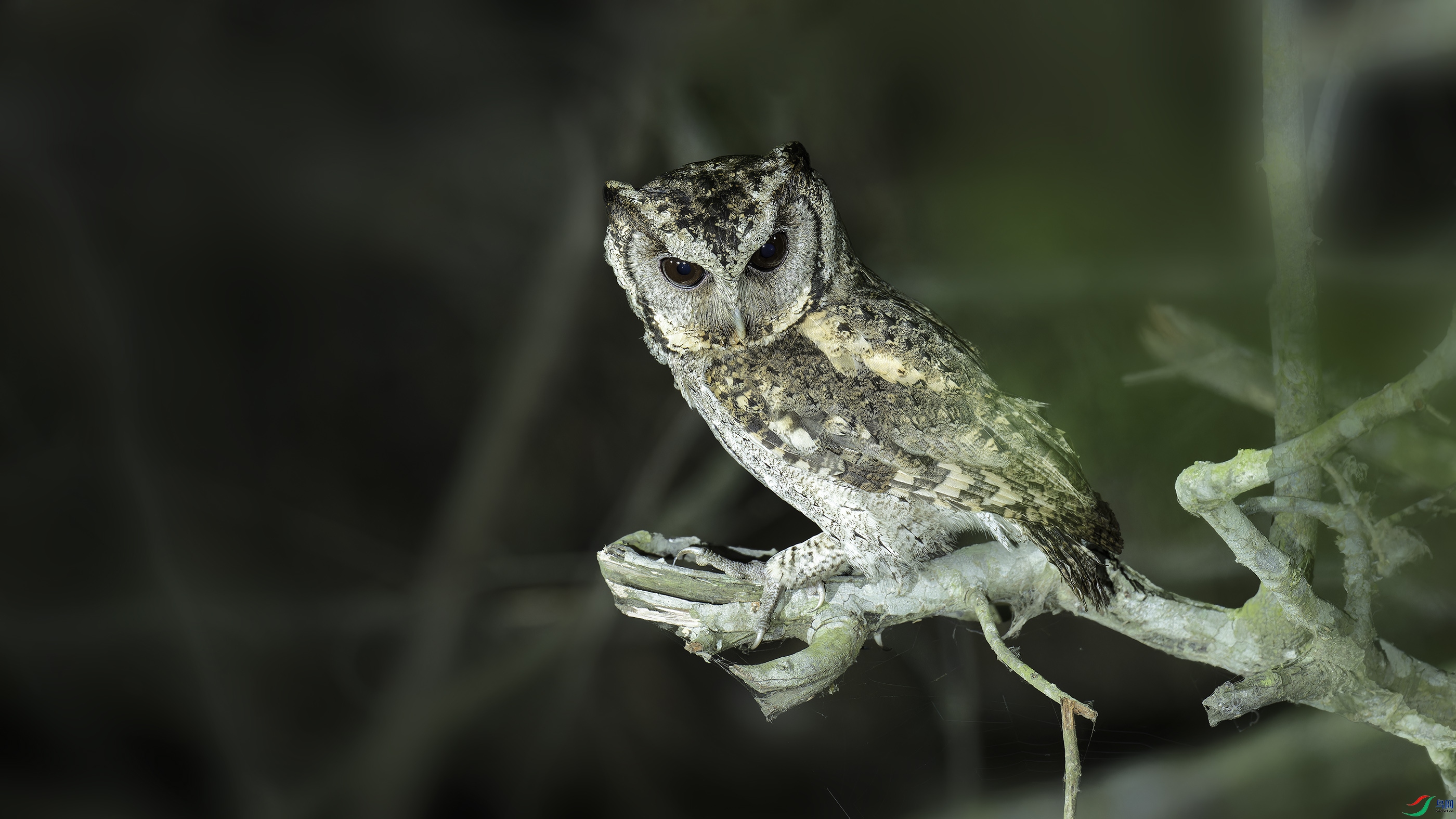 _DSC9508_DxO.jpg