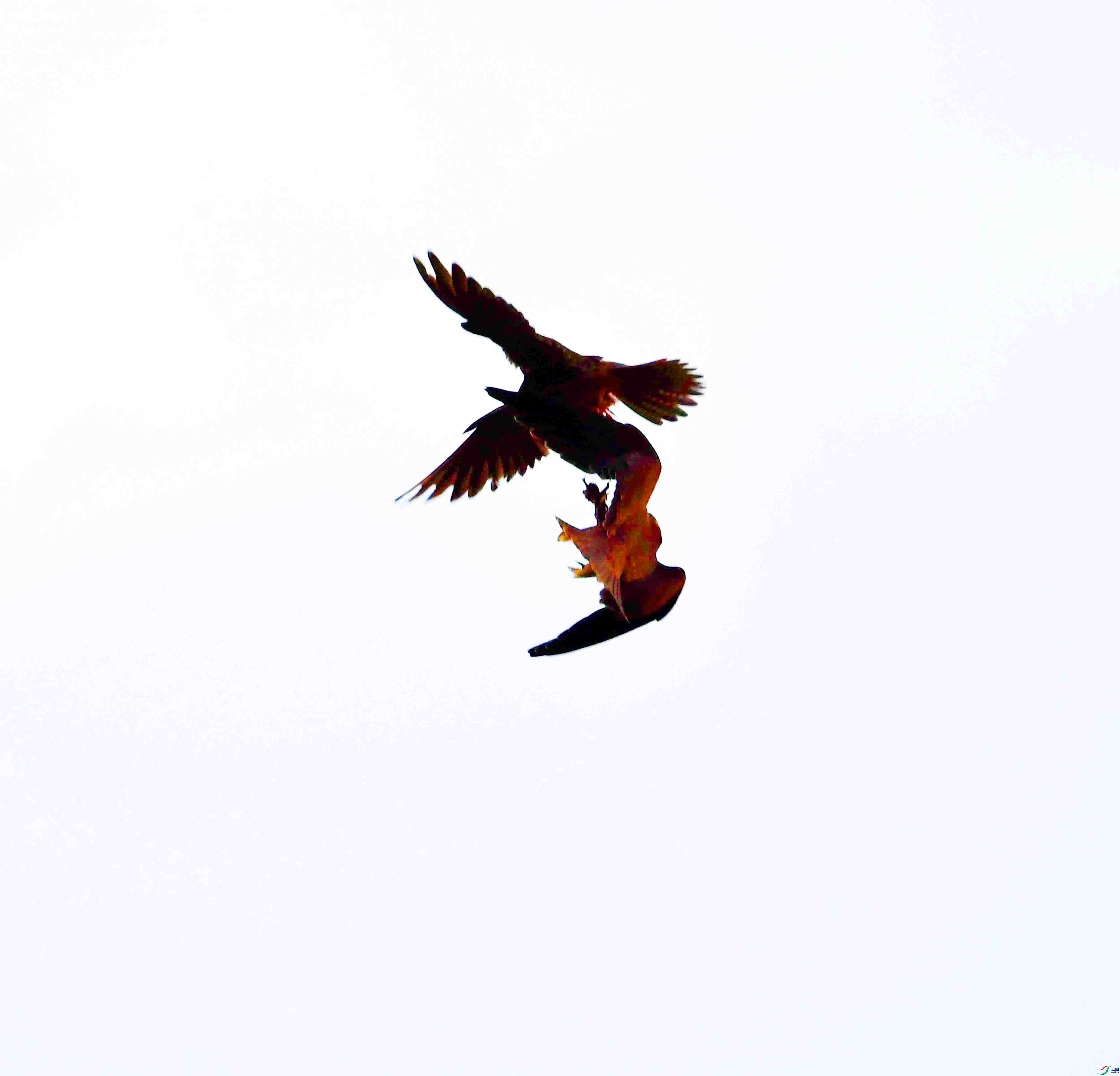 DSC_3186.JPG