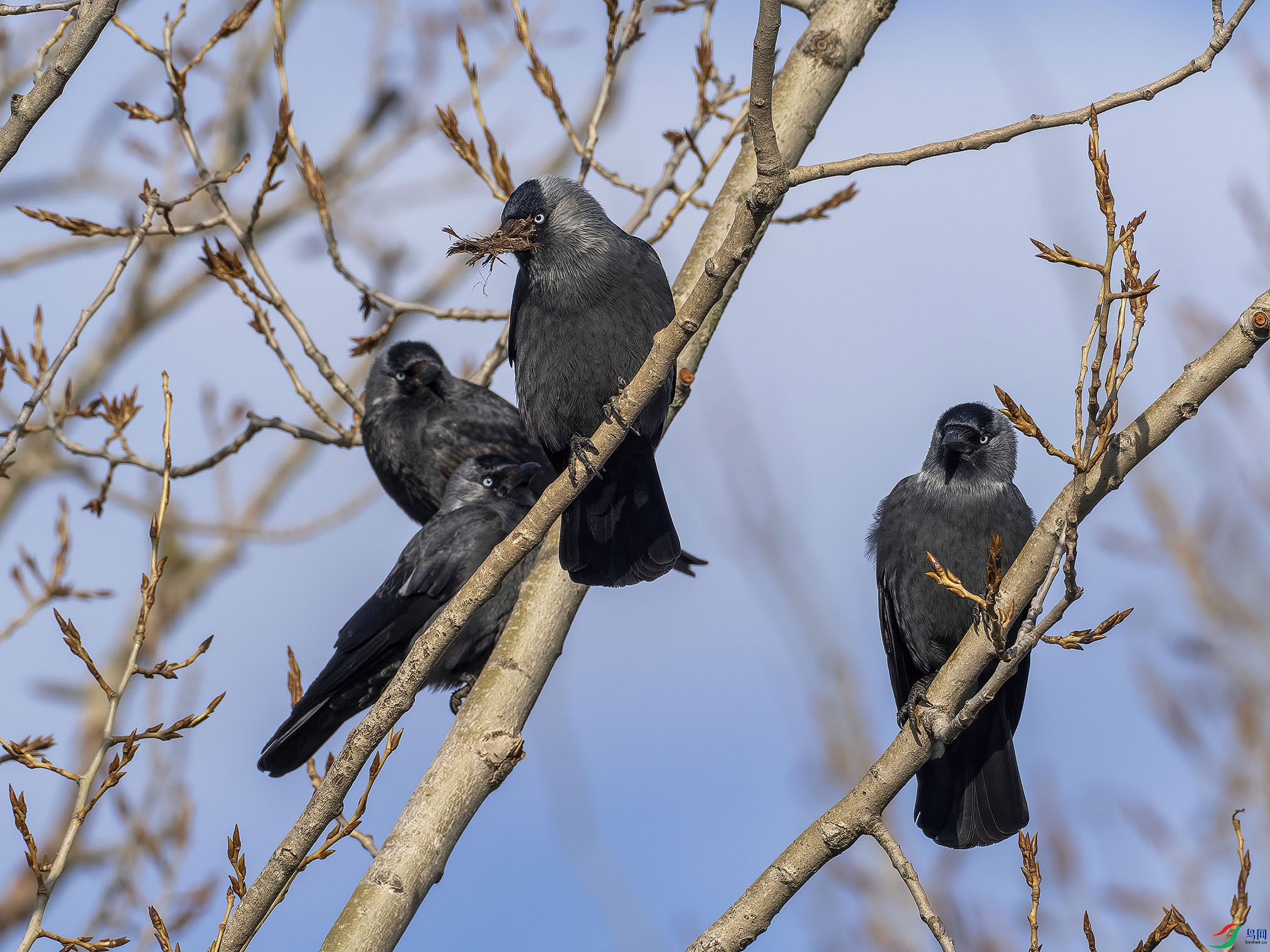 01 P3150803-DeNoiseAI-clear.jpg