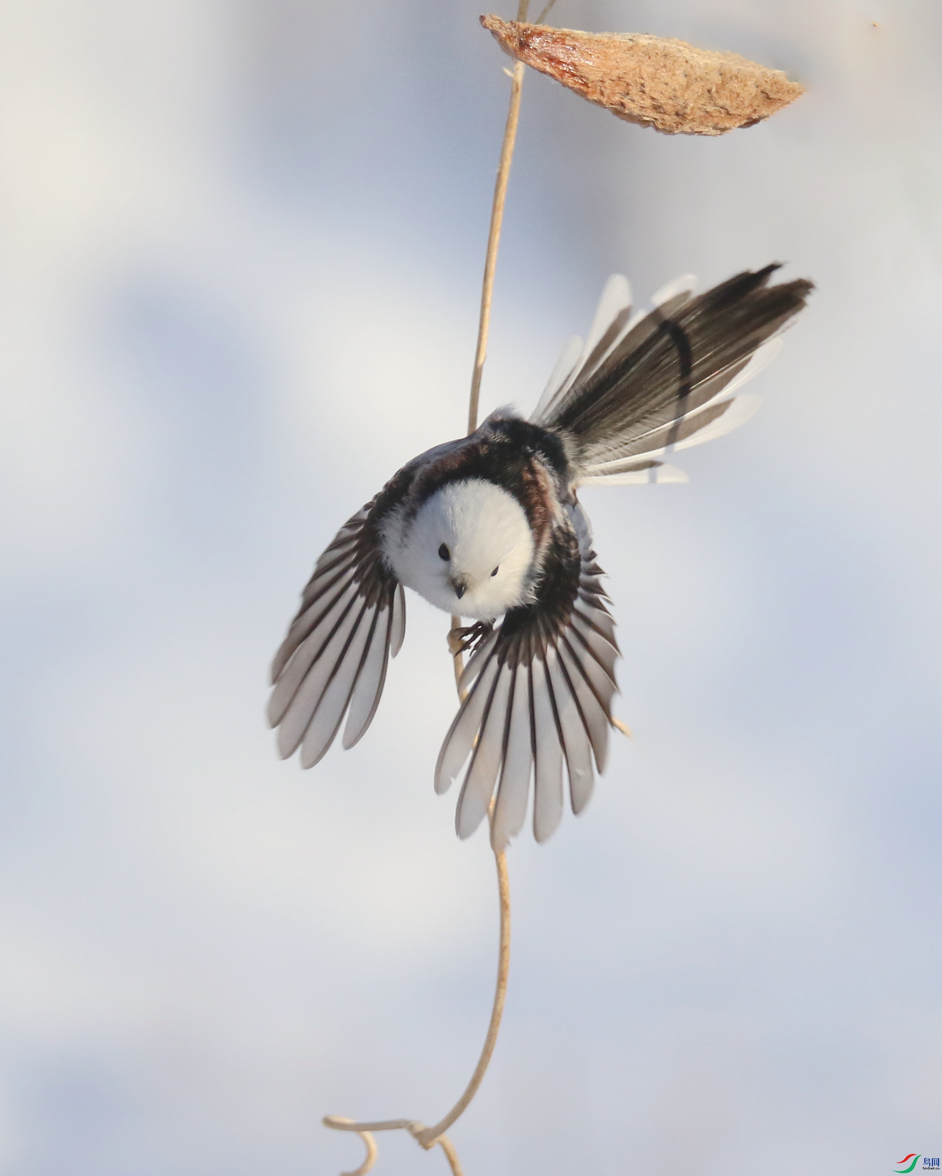 0G1A8917 ����.jpg