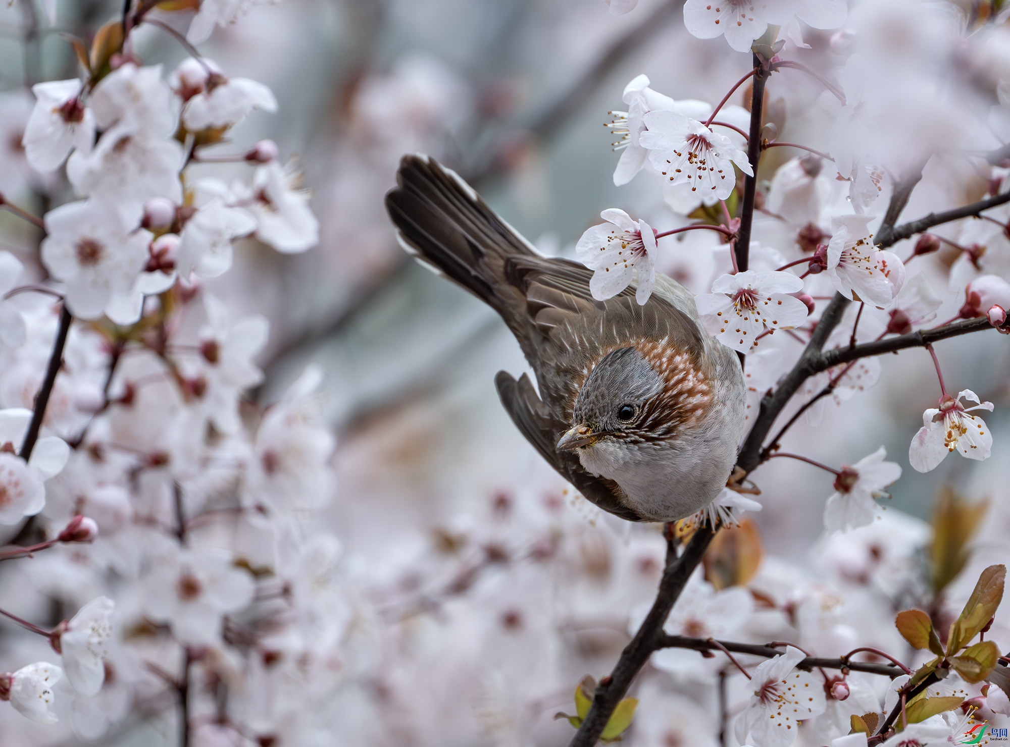 DSC_6583-����ǿ-NR ����.jpg