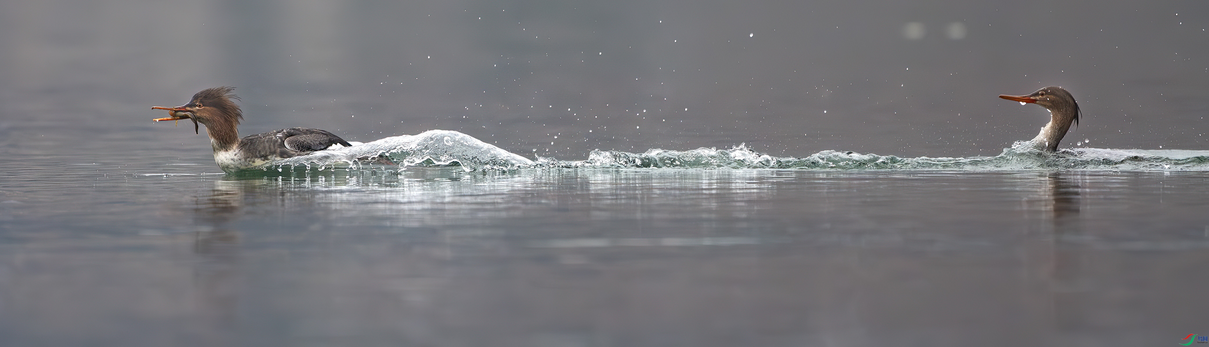 DSC_0711-����ǿ-NR ����.jpg