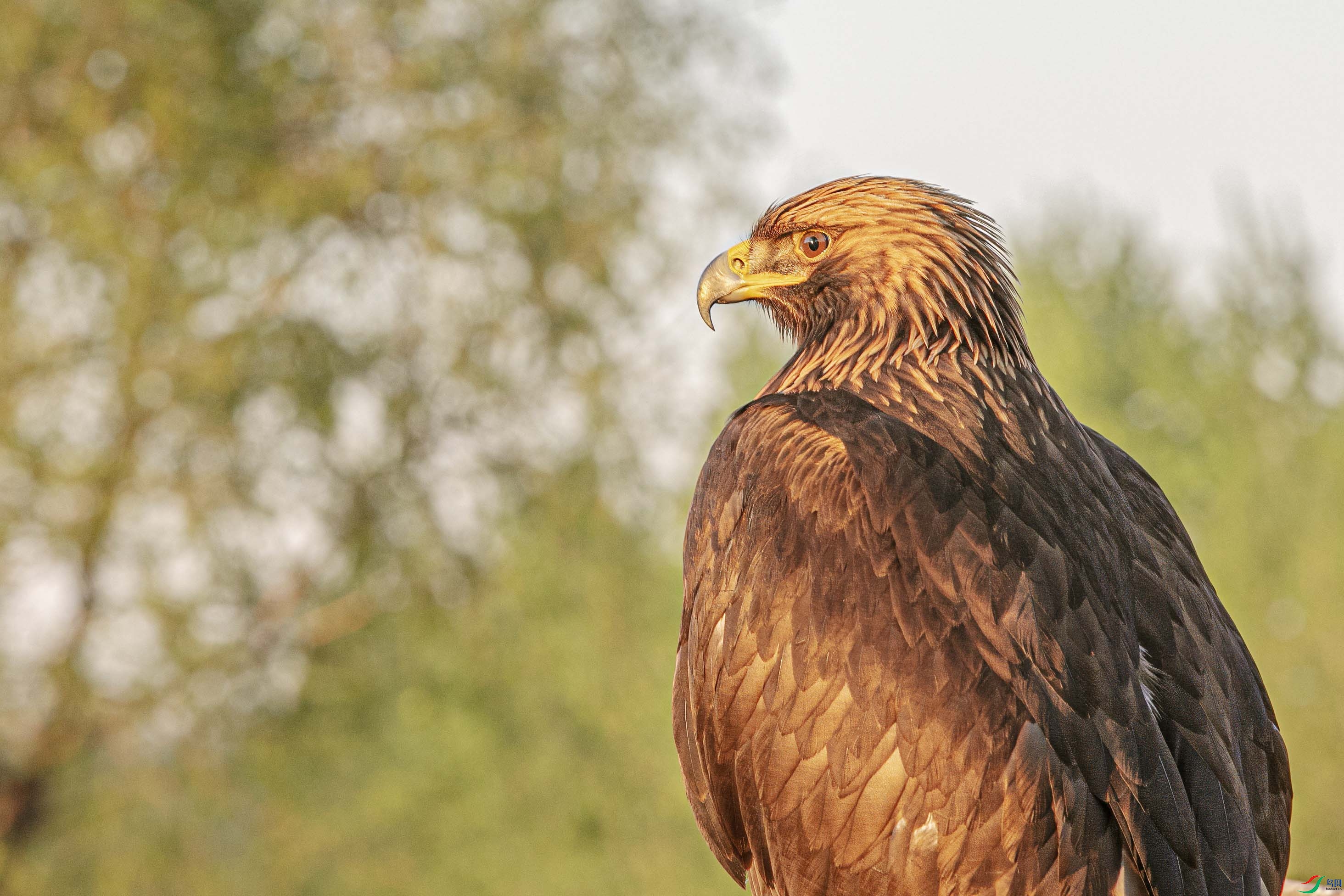 316A1797 �������.jpg