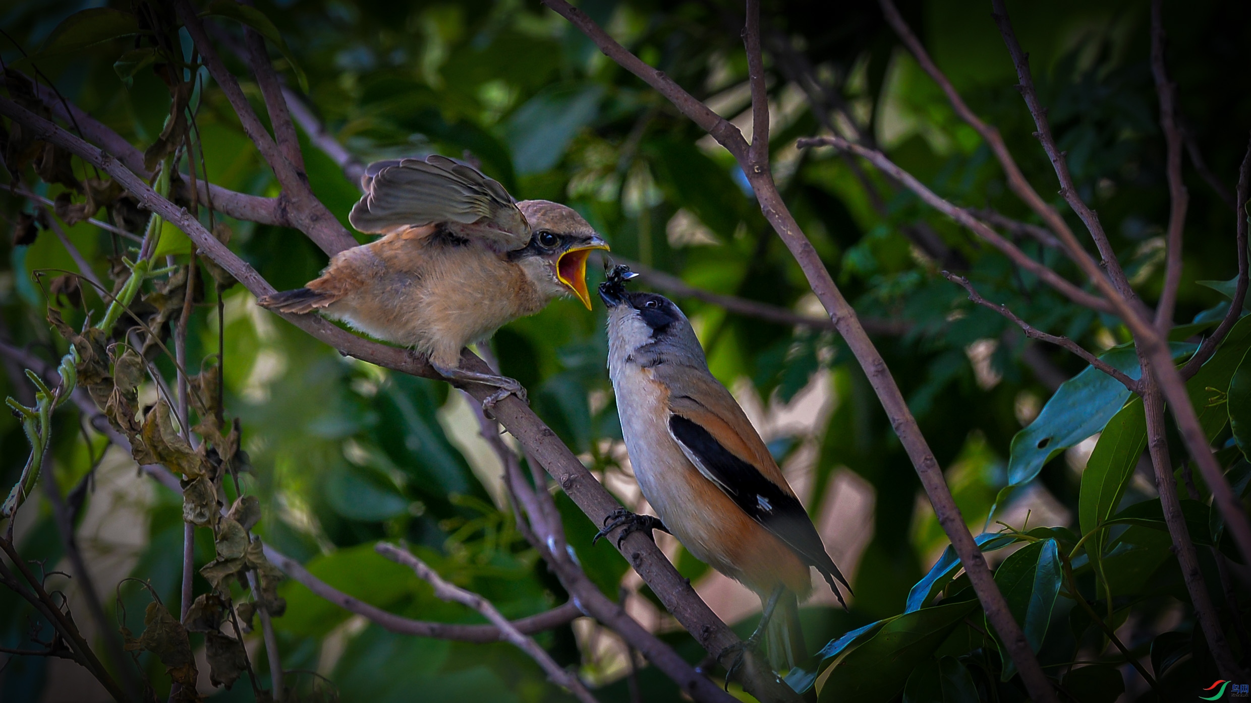 DSC_3699.jpg