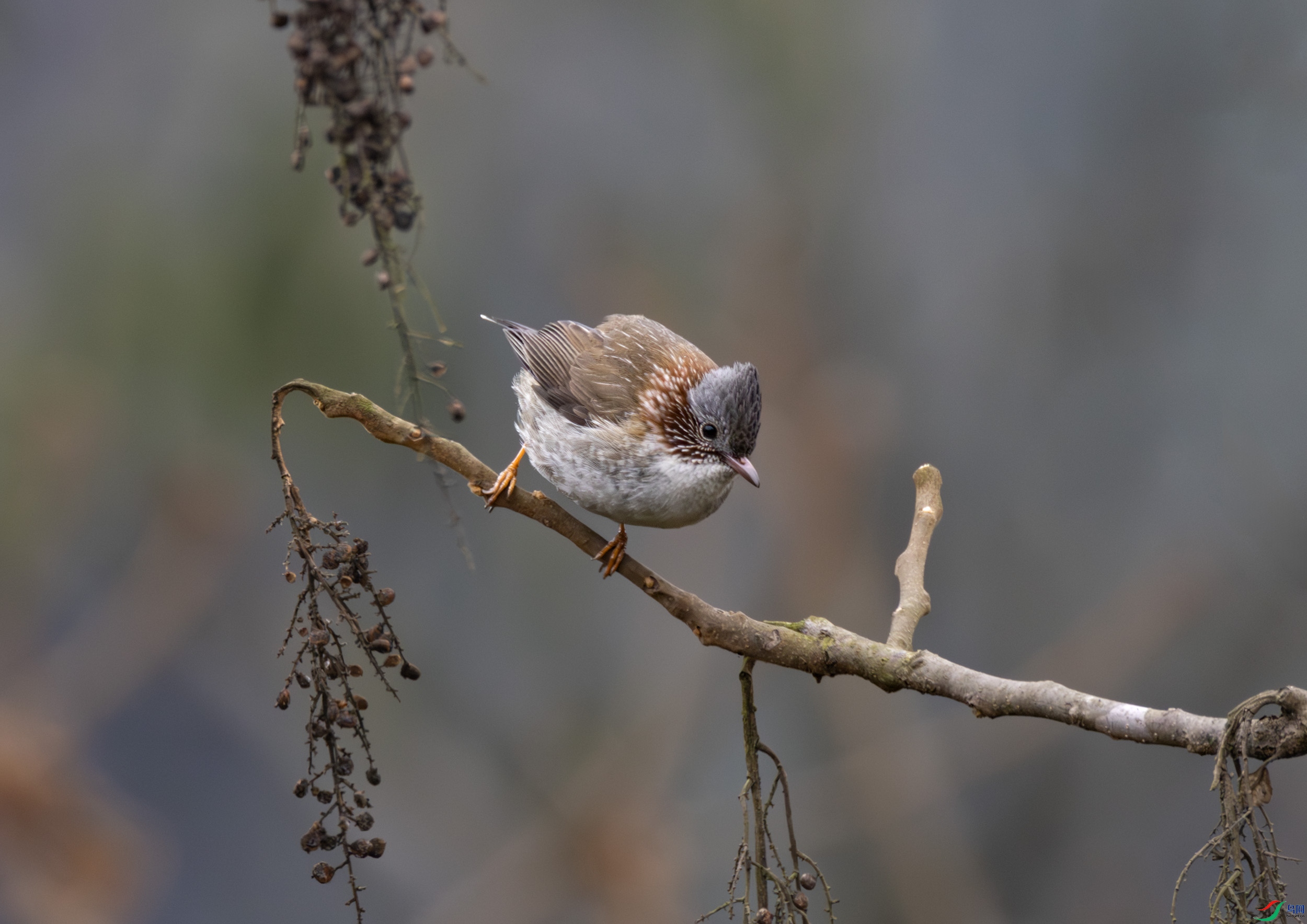 2I1A7762-����ǿ-NR ����.jpg