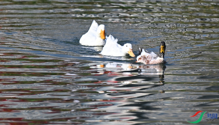 DSC_1430.JPG