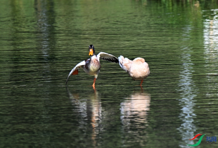 DSC_1052.JPG