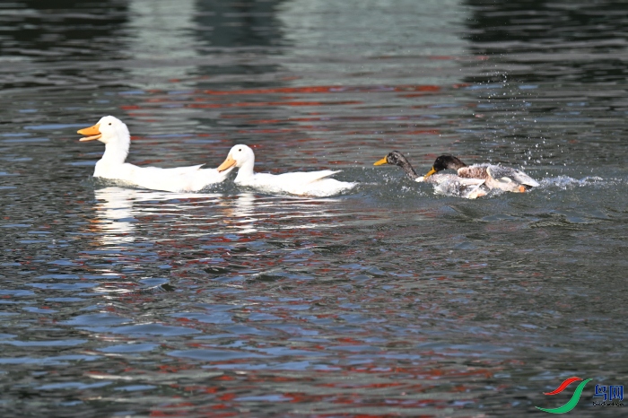 DSC_1488.JPG