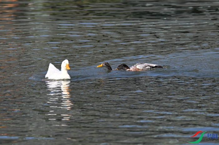 DSC_1505.JPG