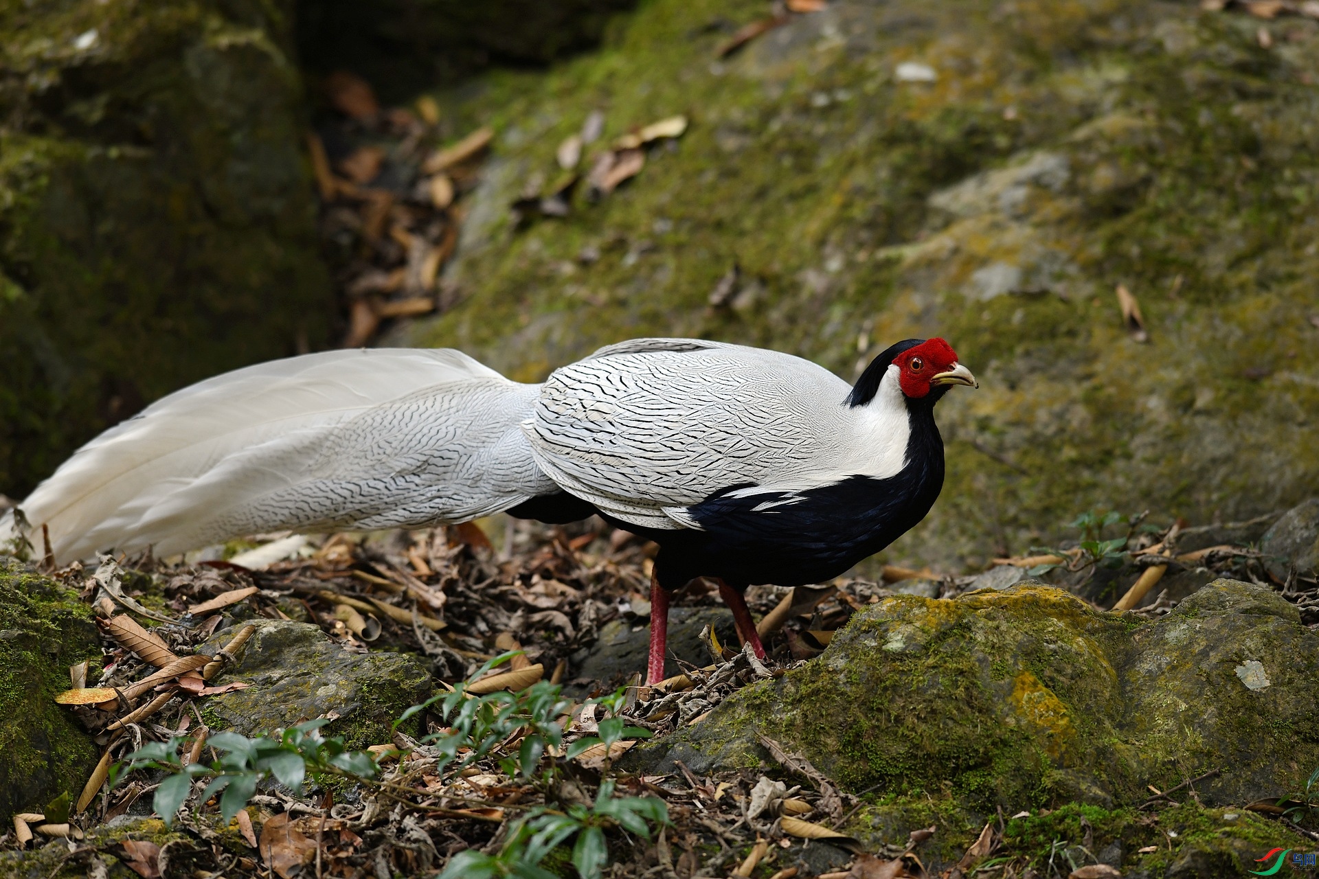 DSC_3703.jpg