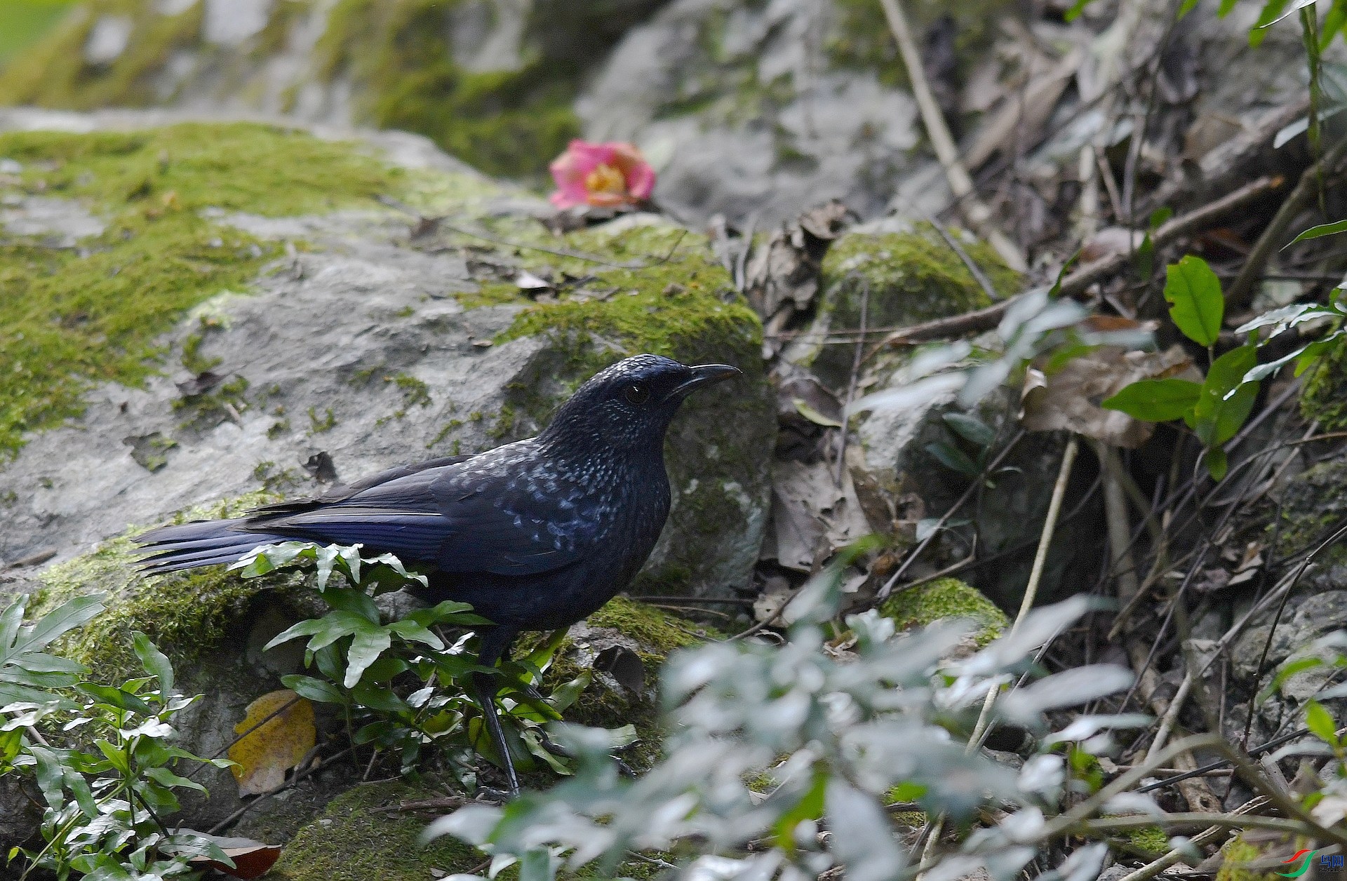 DSC_5397.jpg