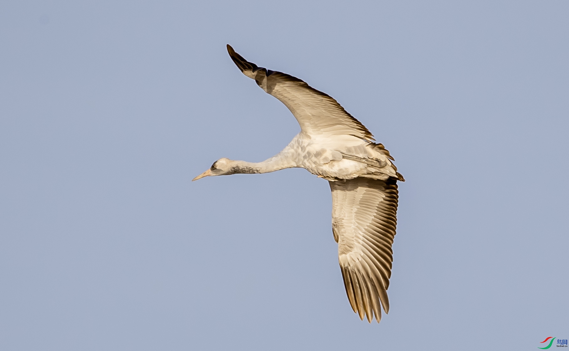 �Һ�85 ����.jpg