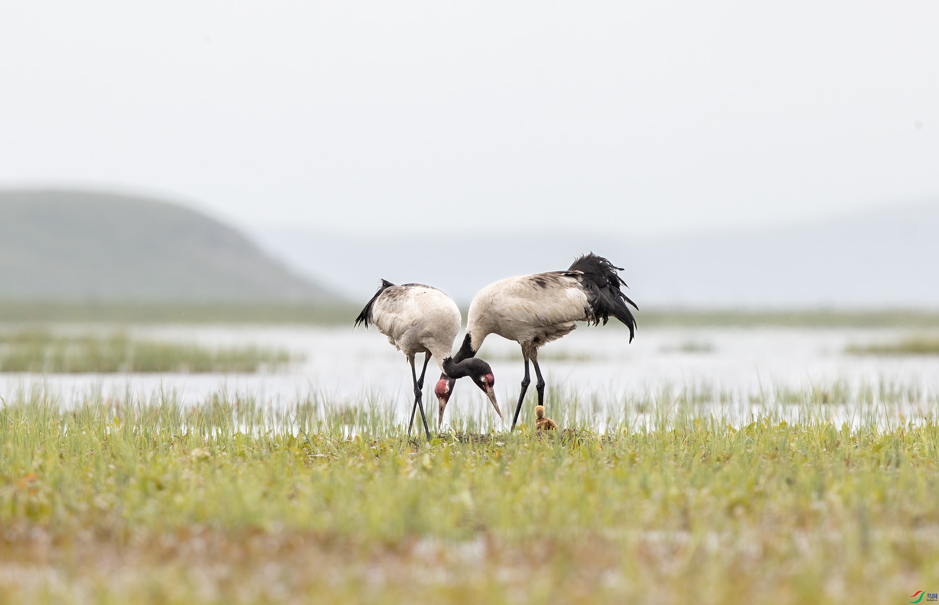 A15I1363 ����.jpg