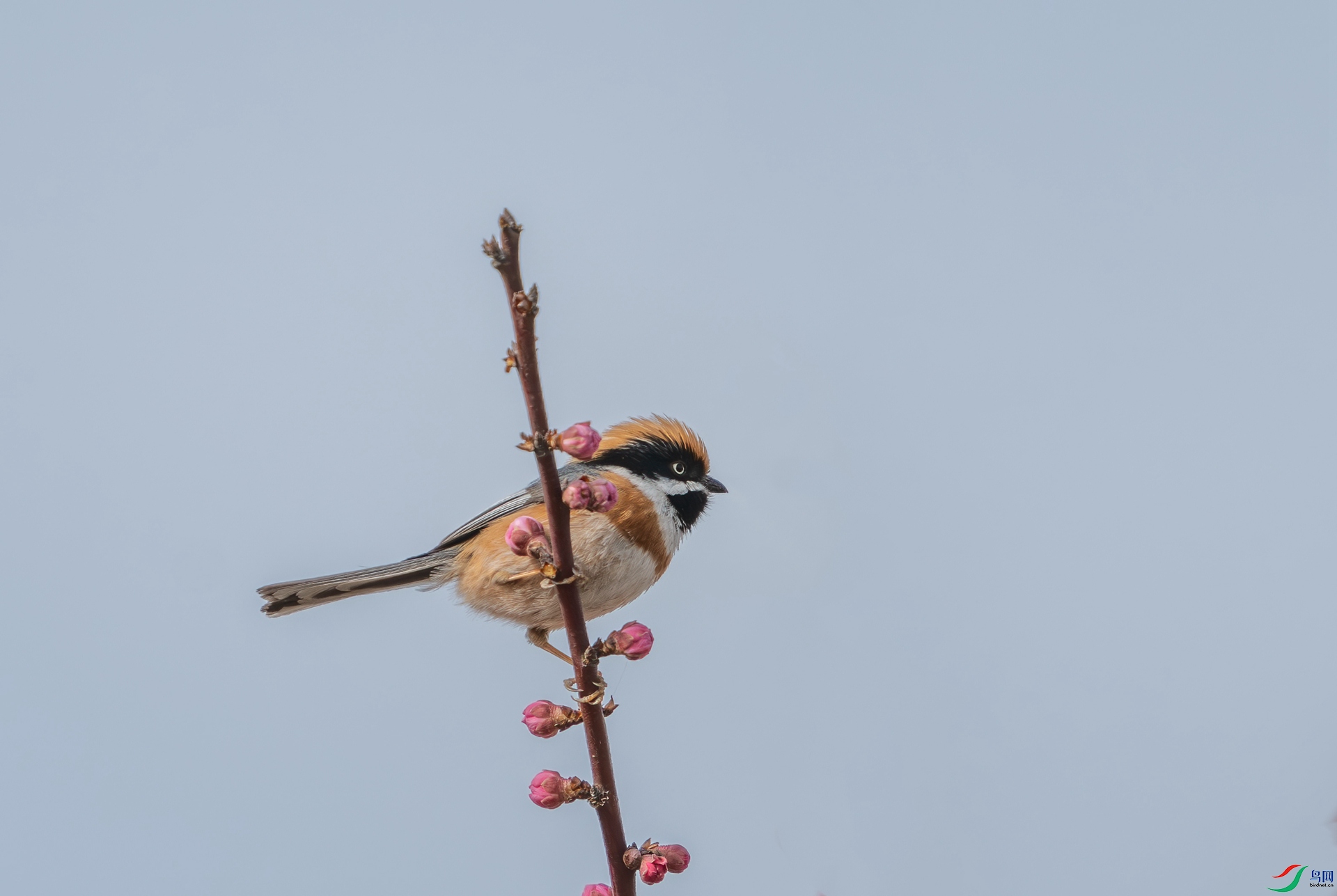 DSC_4333.jpg