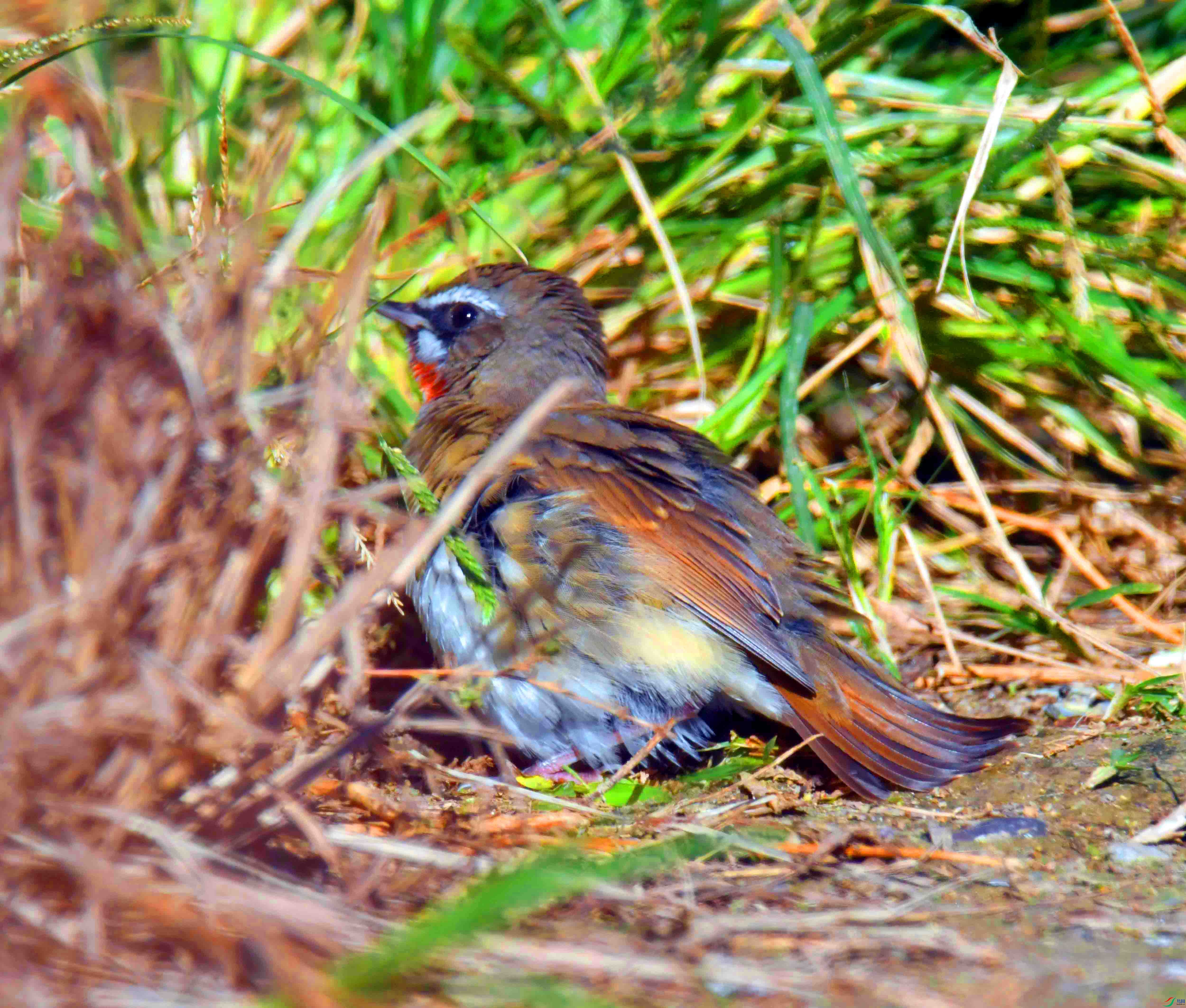 DSC_5889.JPG