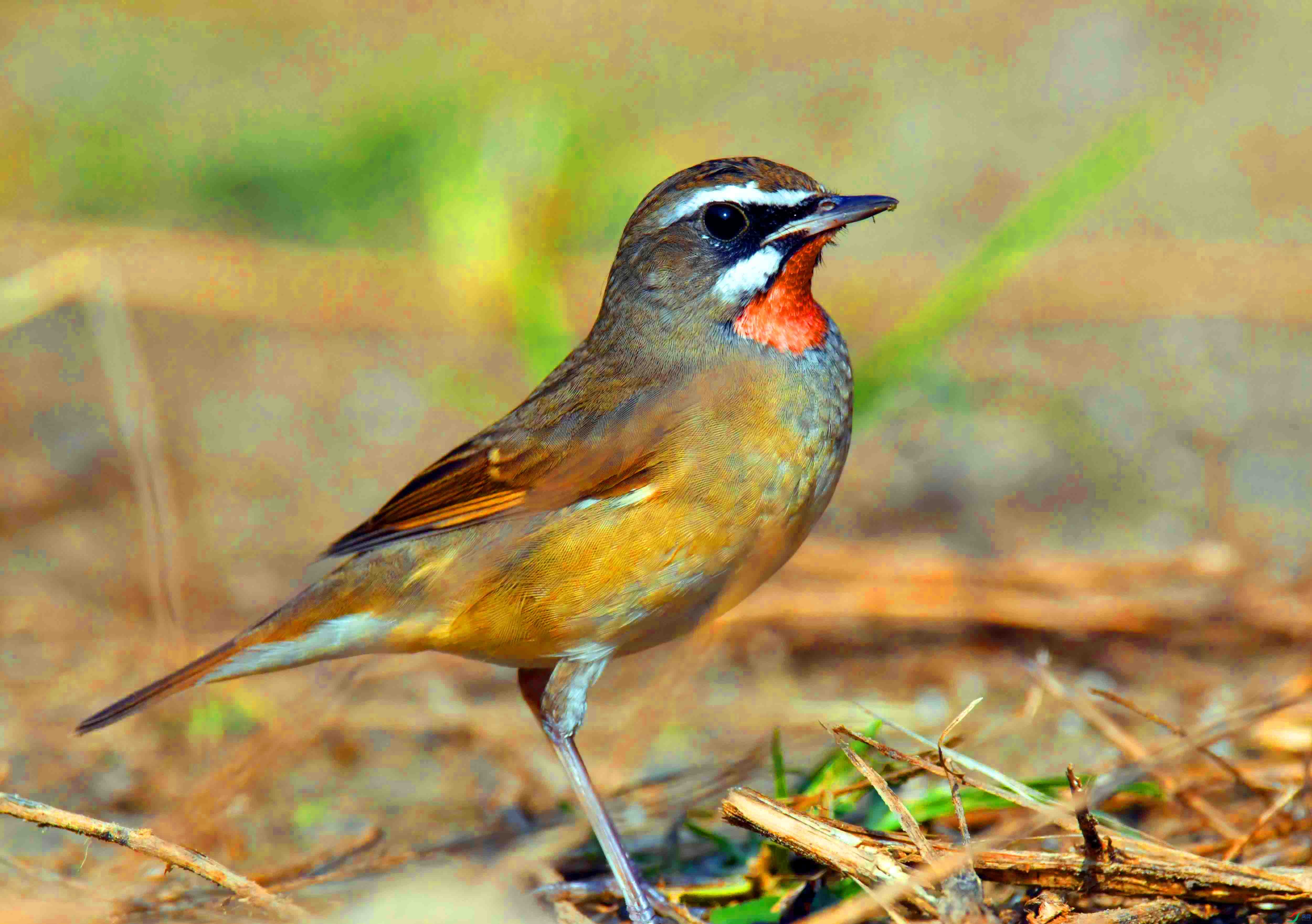 DSC_7399.JPG