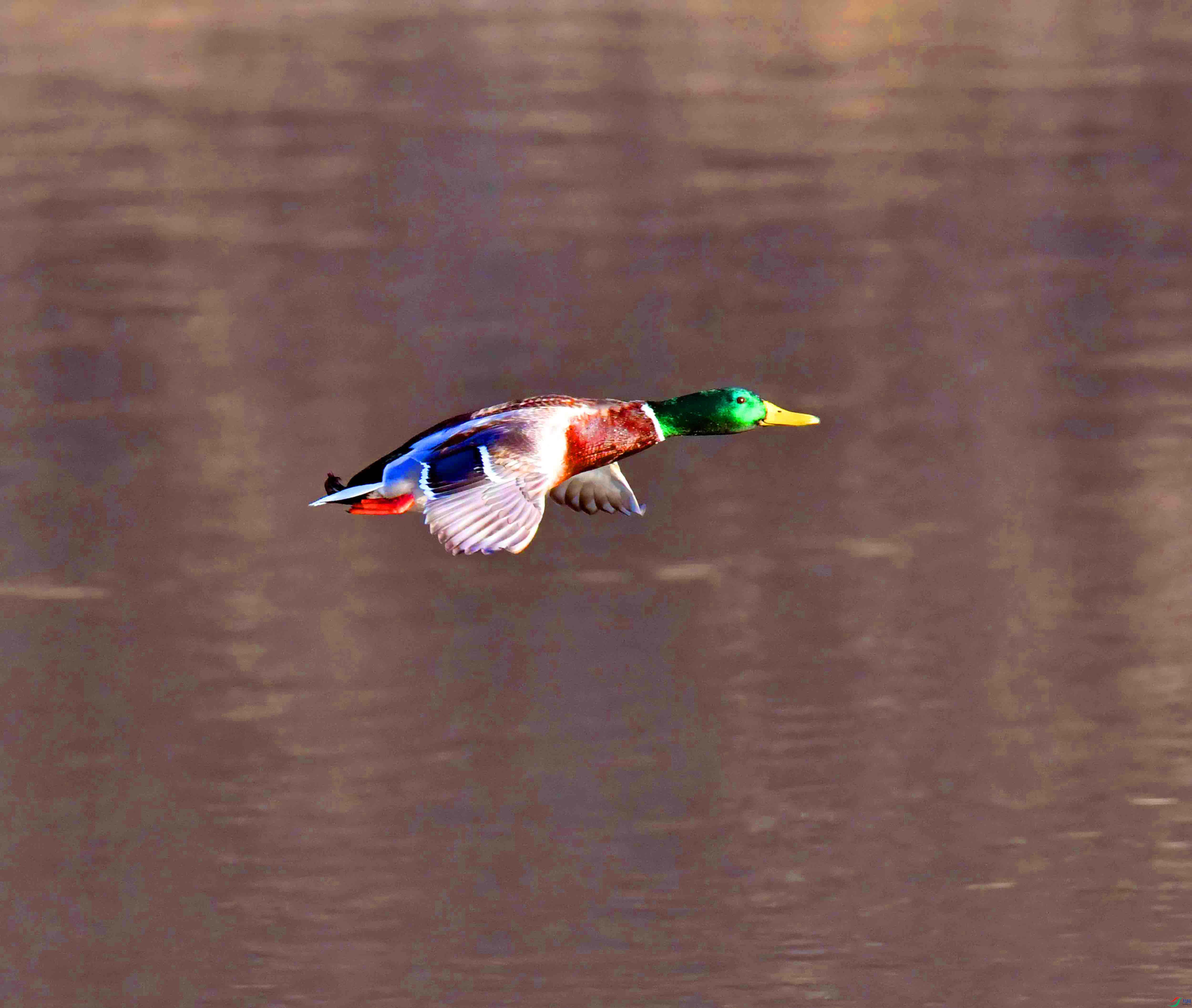 DSC_9733.JPG