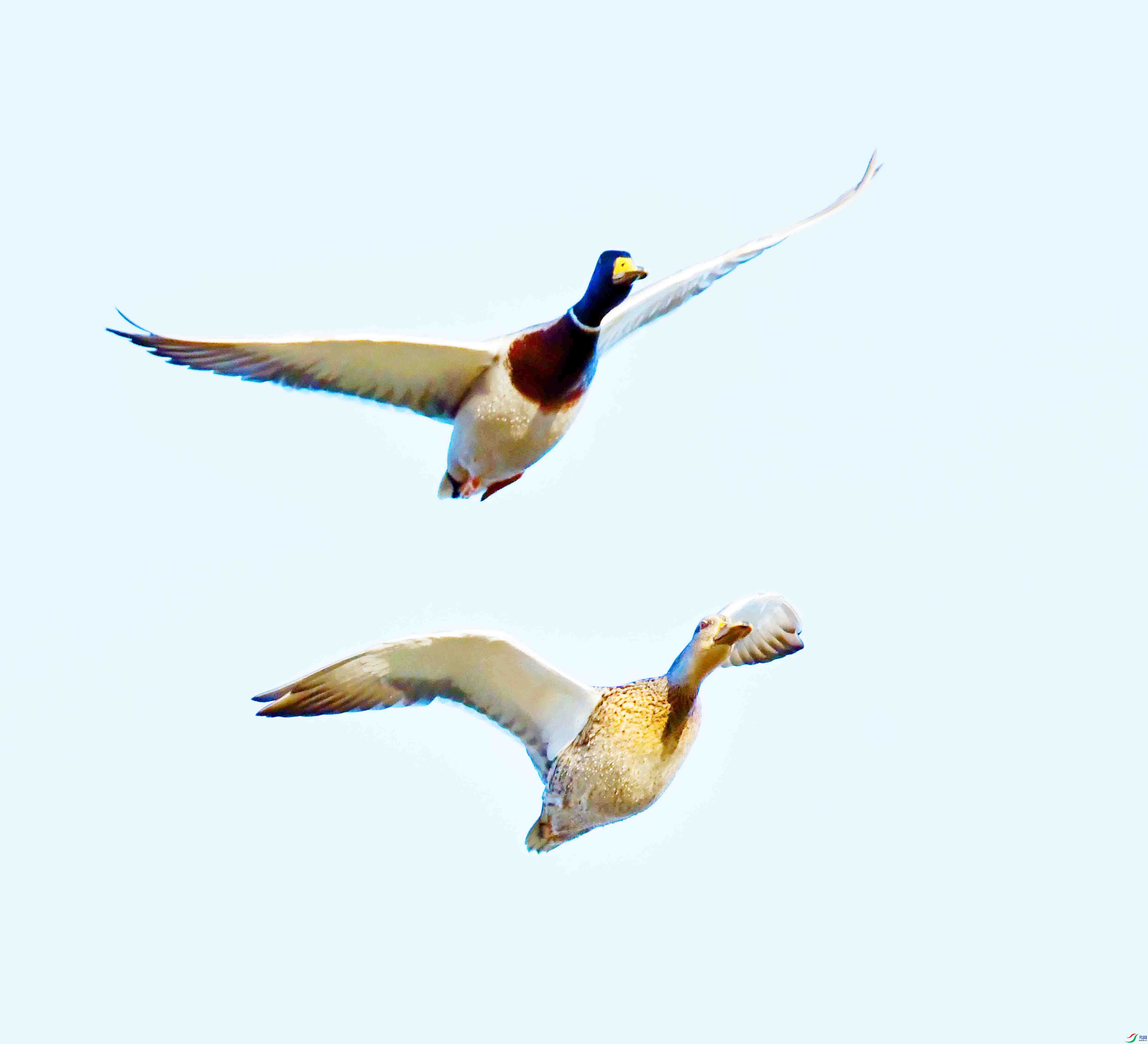 DSC_9785.JPG