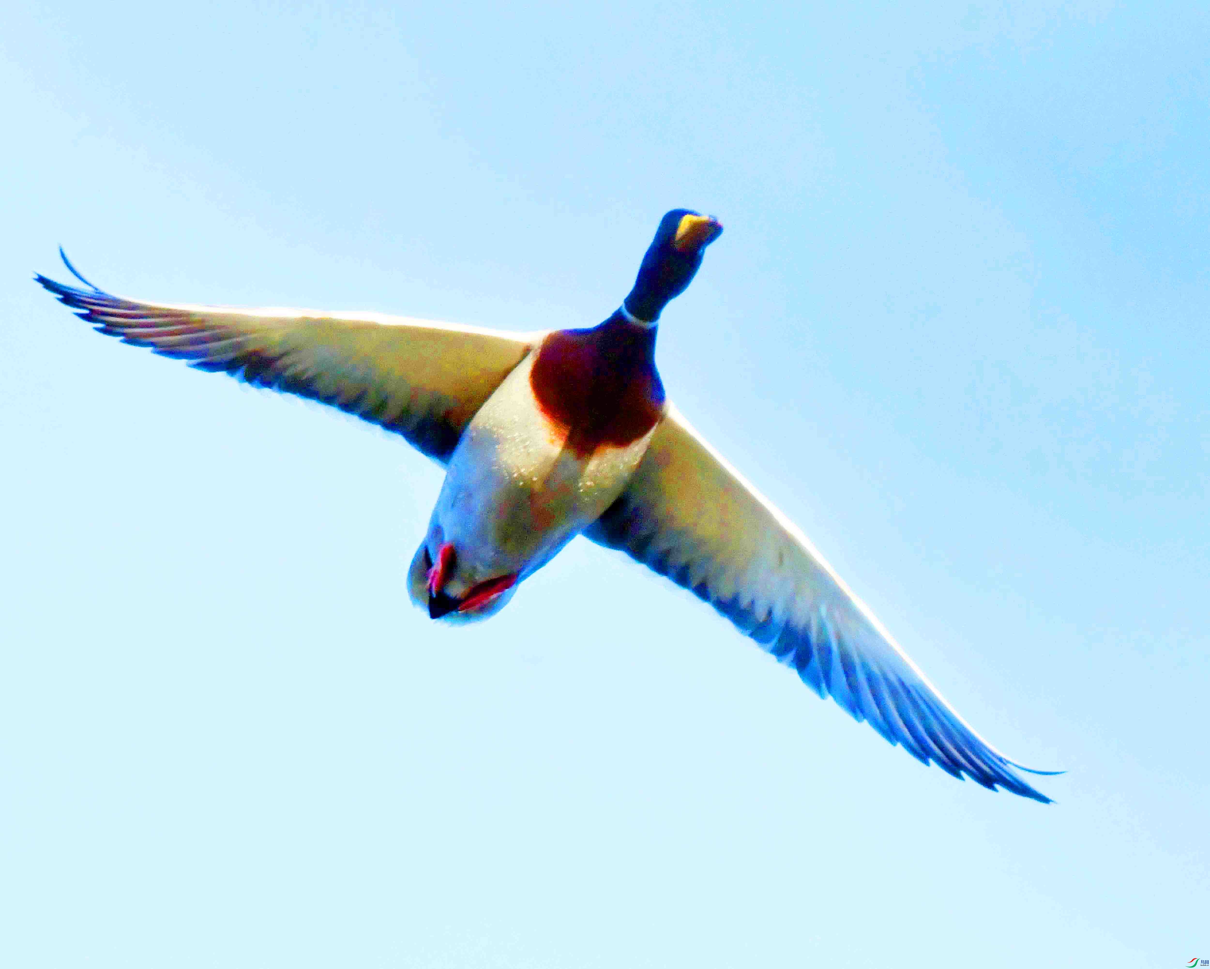 DSC_9787.JPG