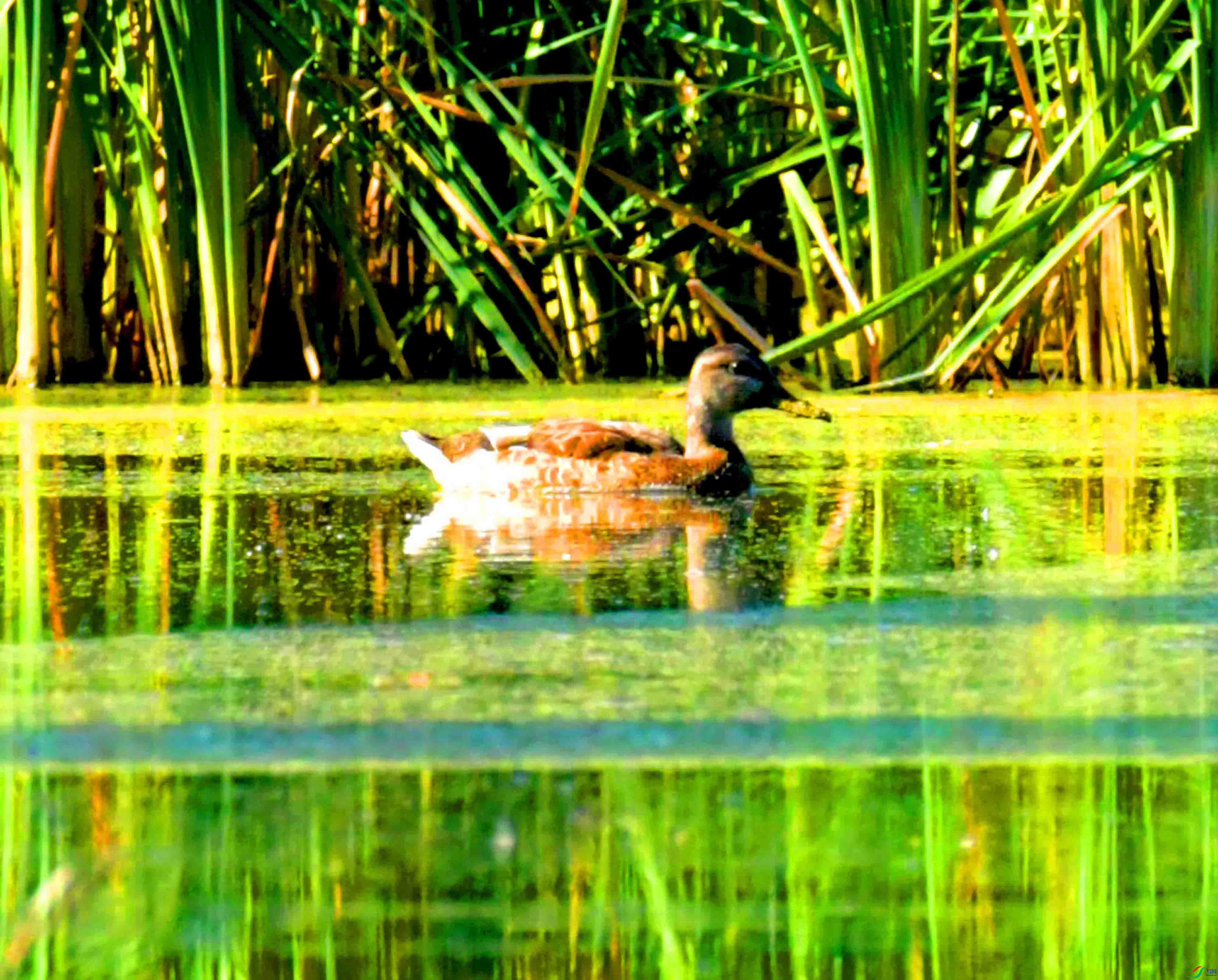 DSC_9827����Ѽ (1).JPG