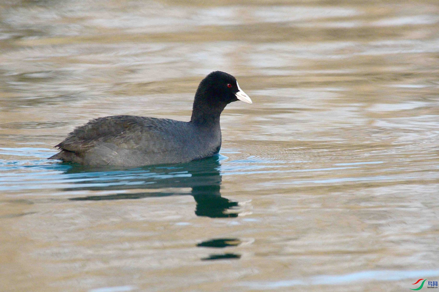 DSC_0238.JPG