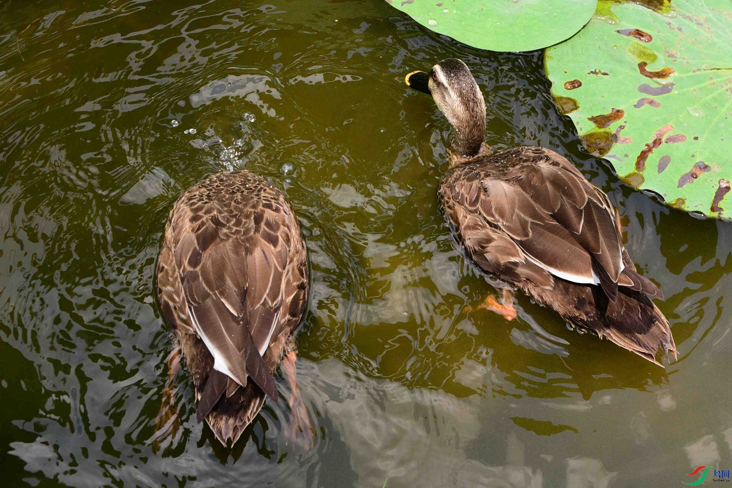 DSC_5682.JPG