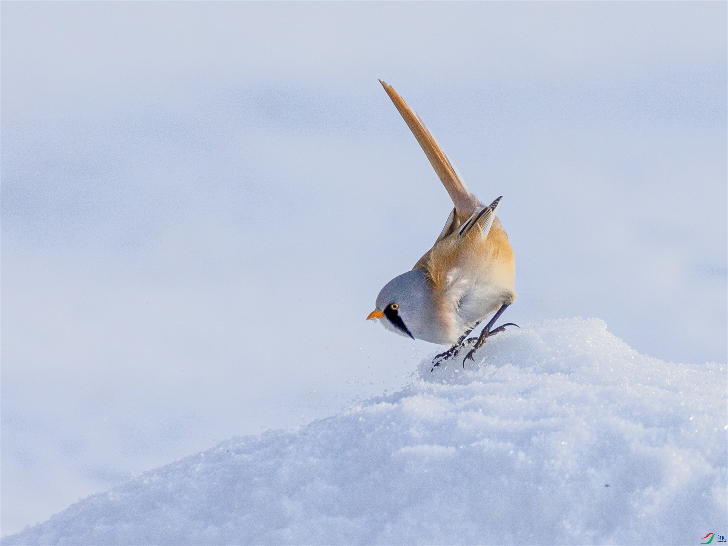 1K3A0377 ����1.jpg