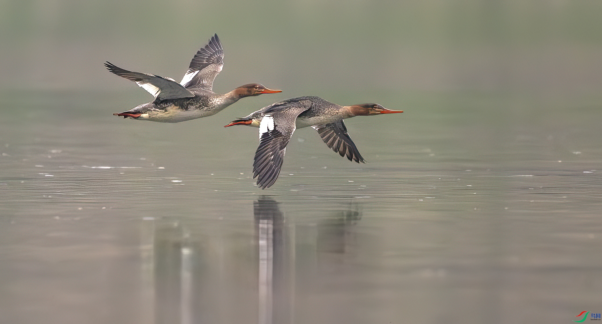 DSC_0637-����ǿ-NR ����.jpg