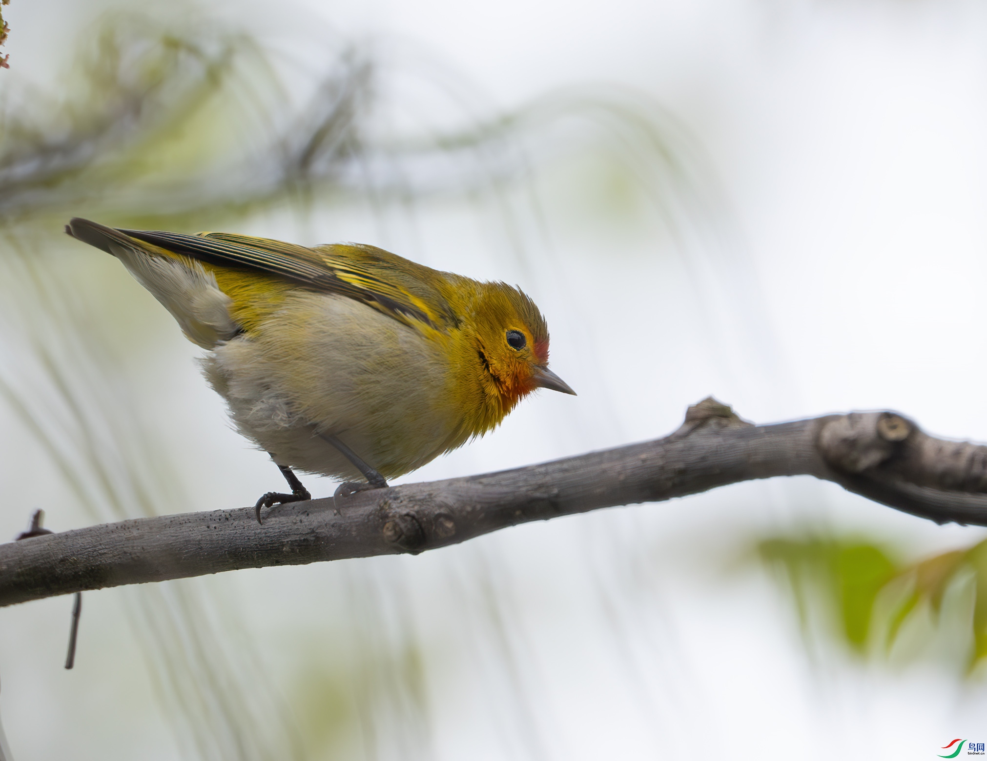 DSC_8942-����ǿ-NR ����.jpg