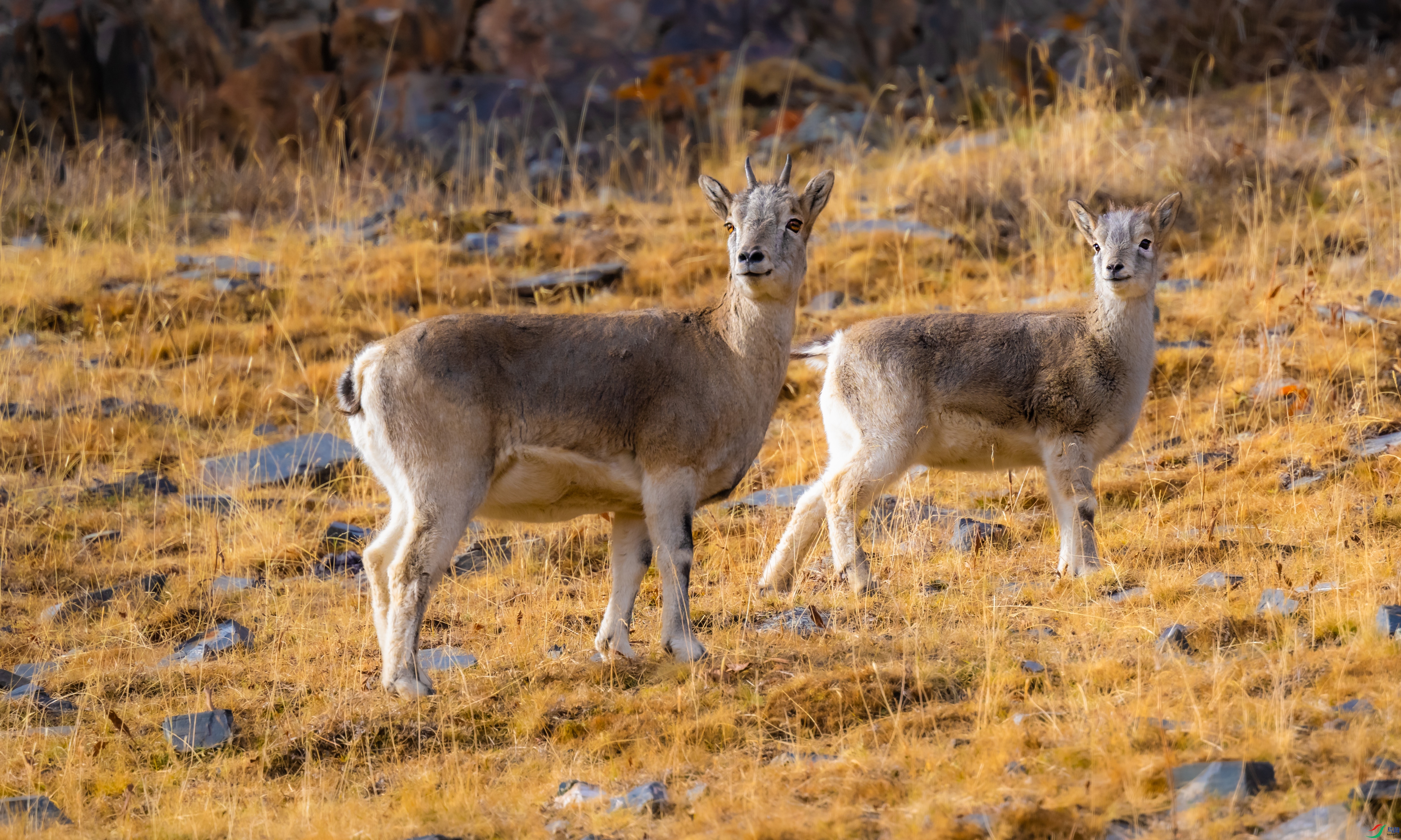 DSC_3331.jpg