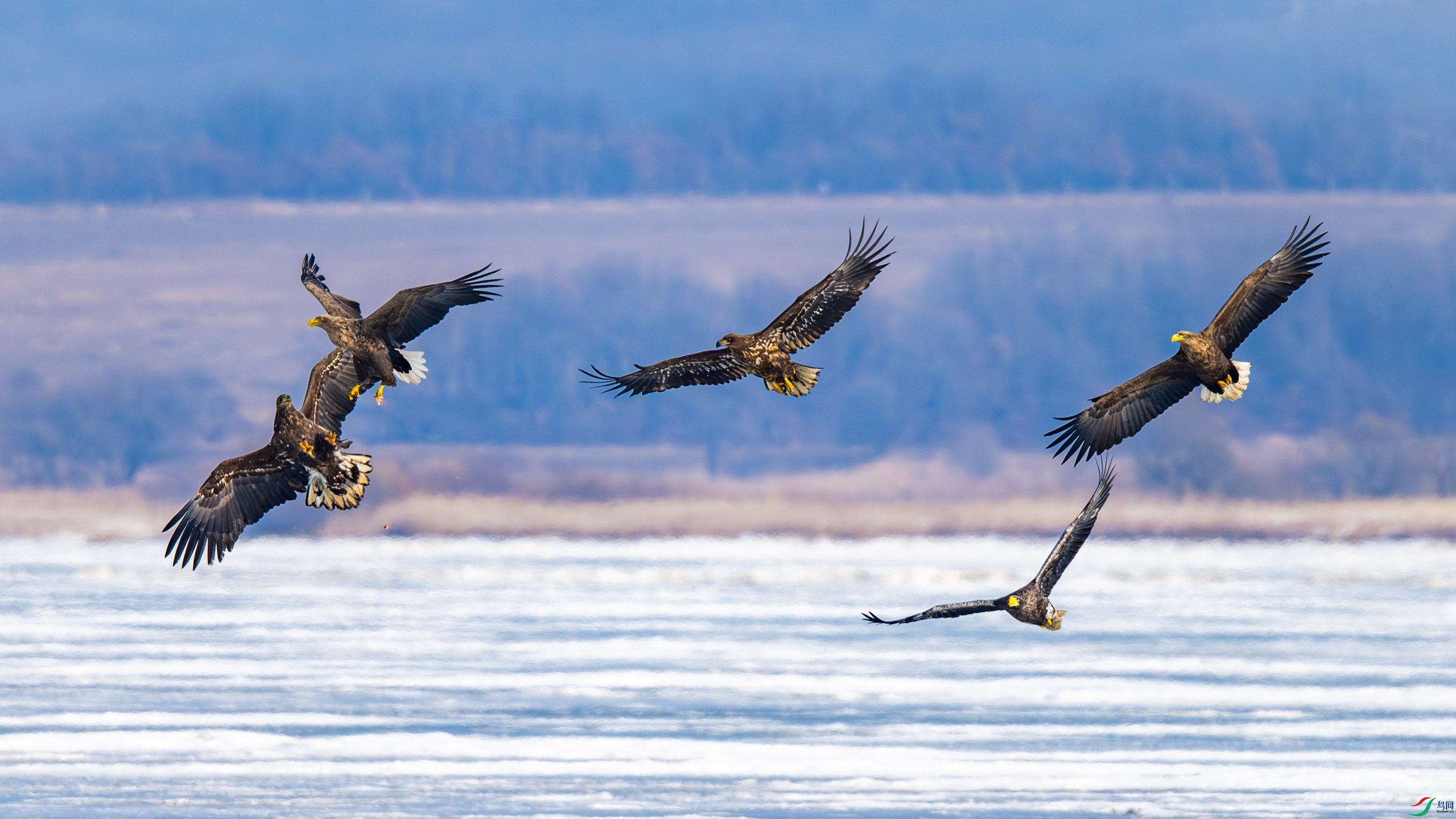 ��β����