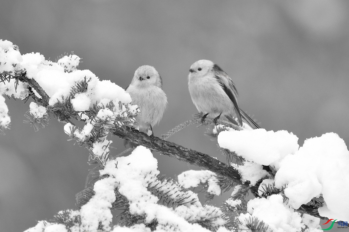 DSC_2479_����.jpg