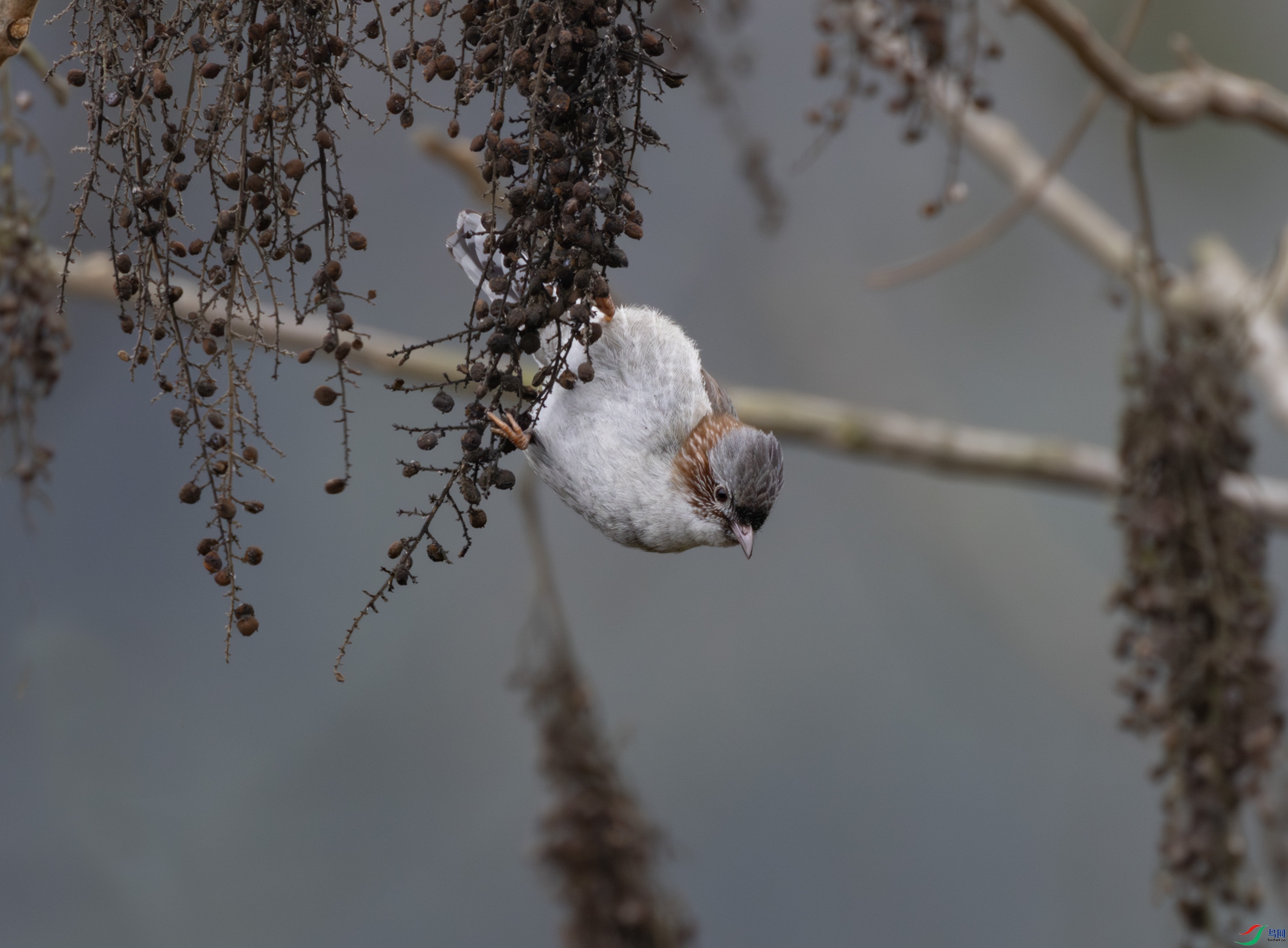 2I1A7844-����ǿ-NR ����.jpg