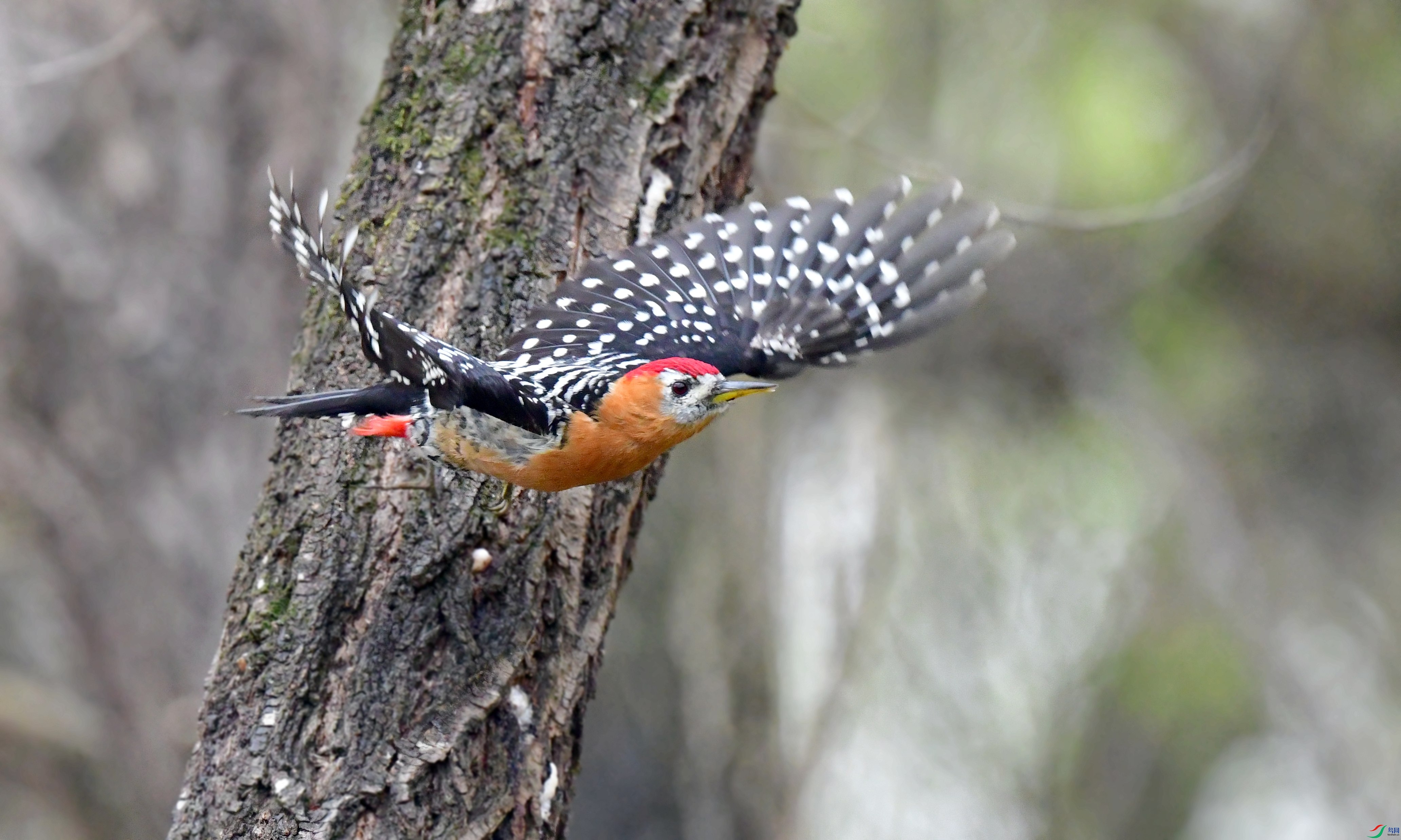 DSC_7108_conew3.jpg