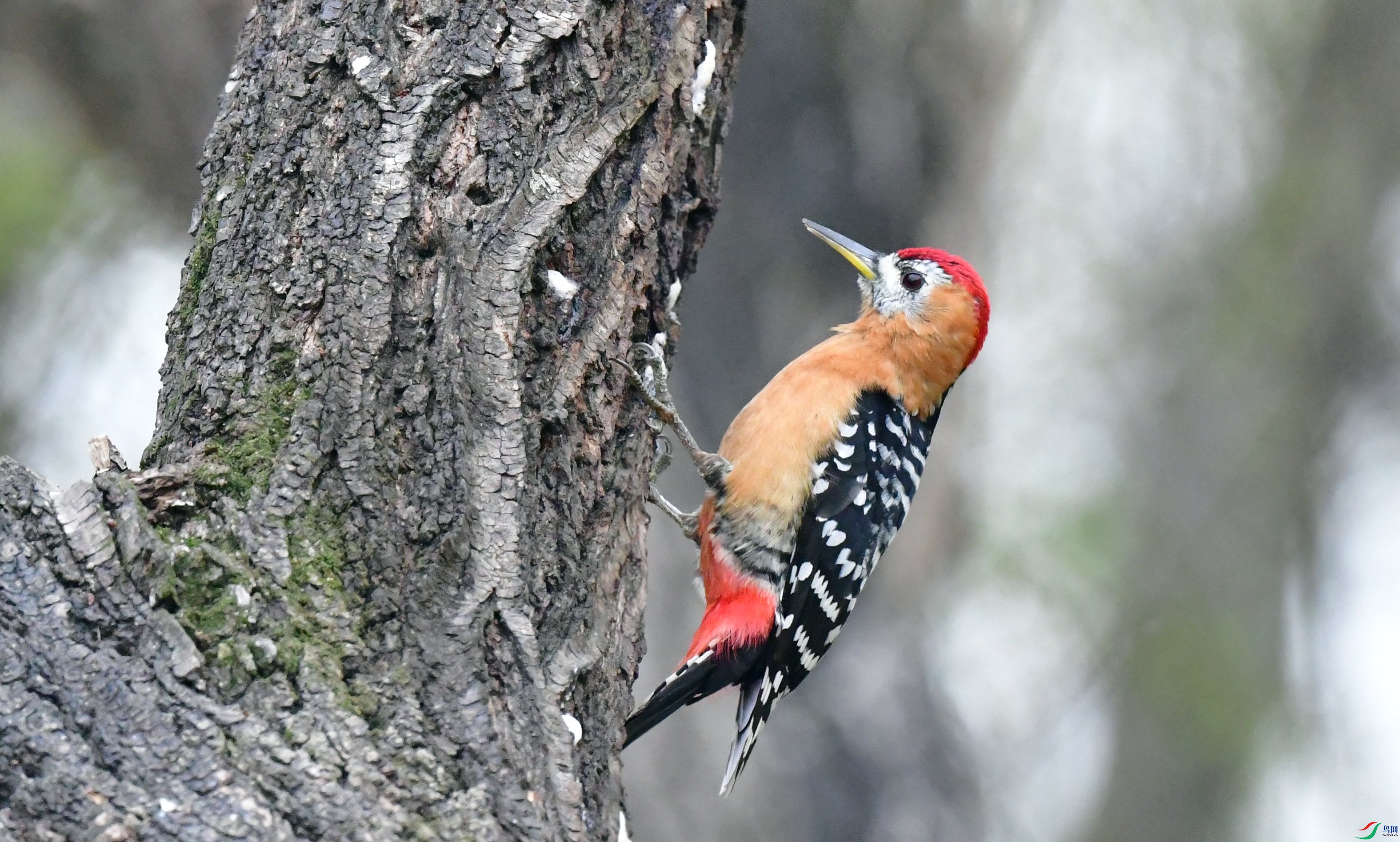 DSC_7387_conew1.jpg