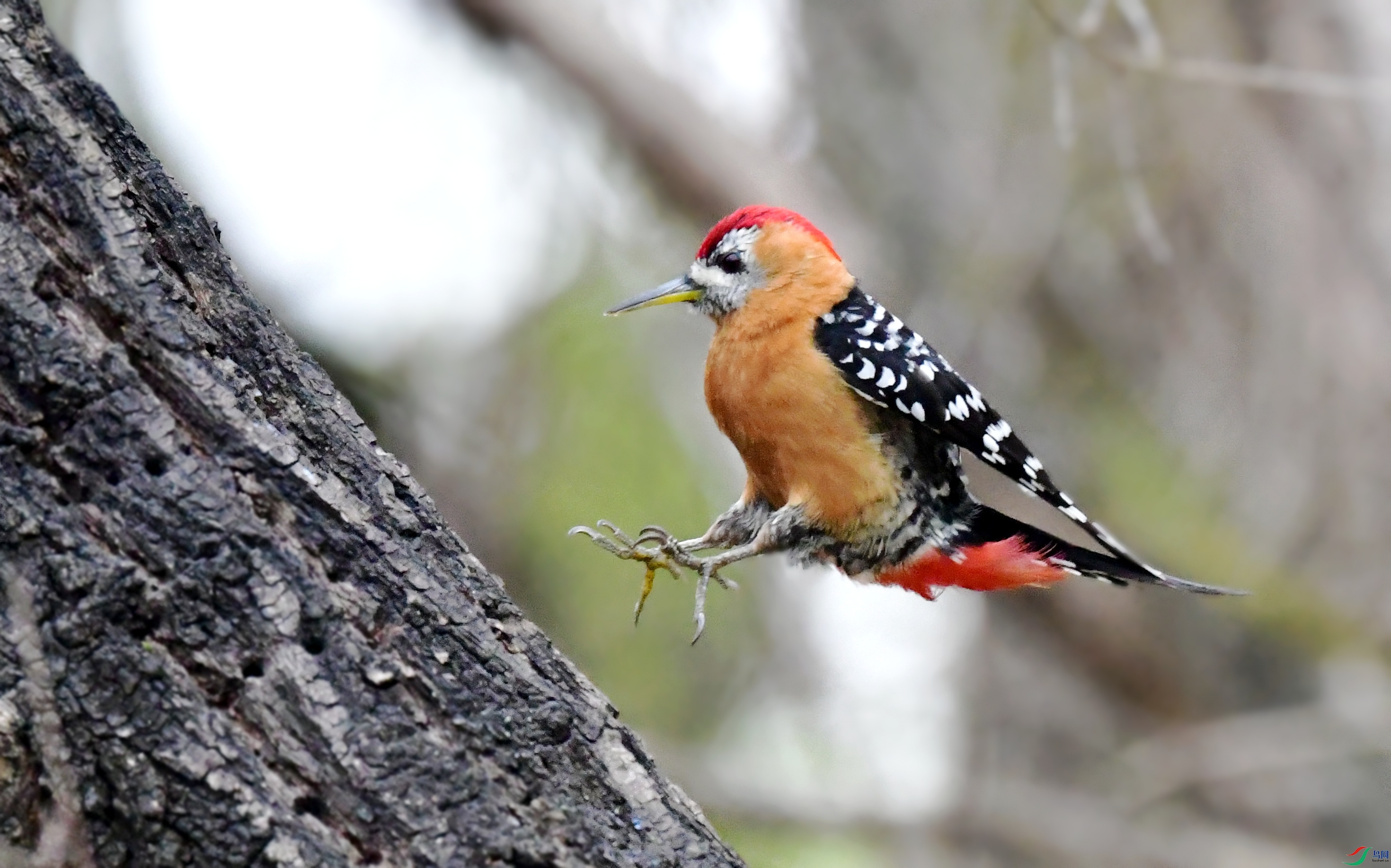 DSC_7403_conew4.jpg