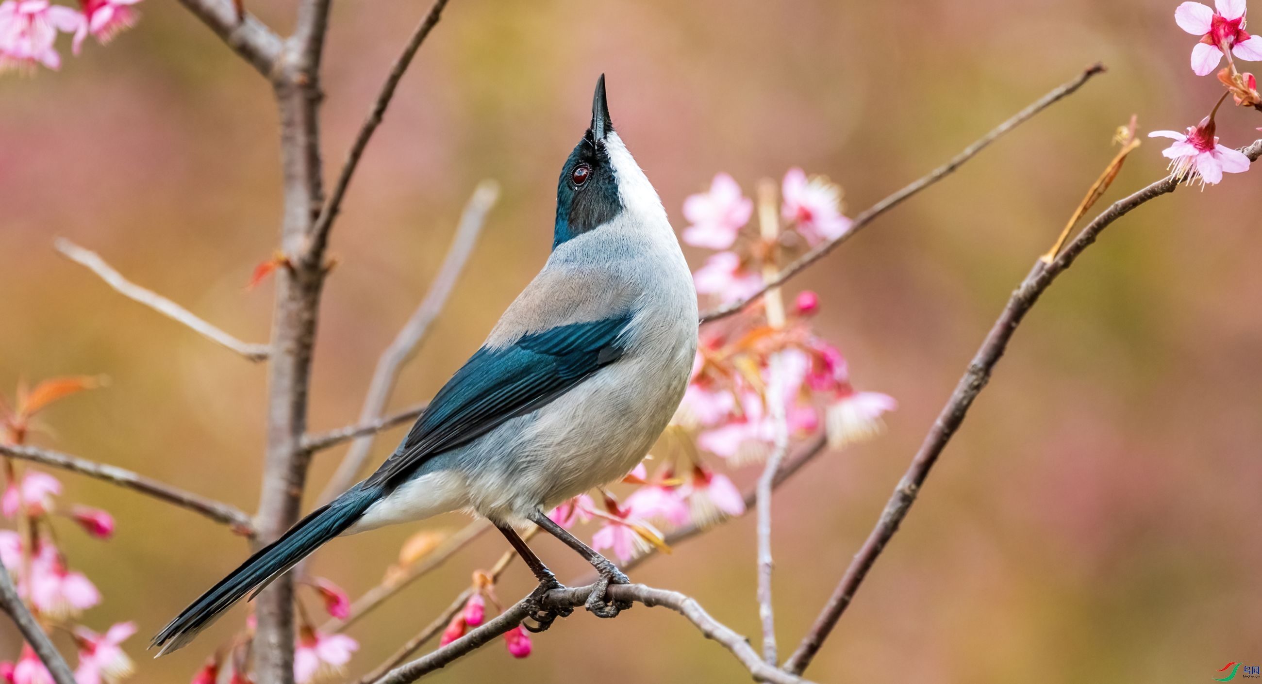 ��ͷ����