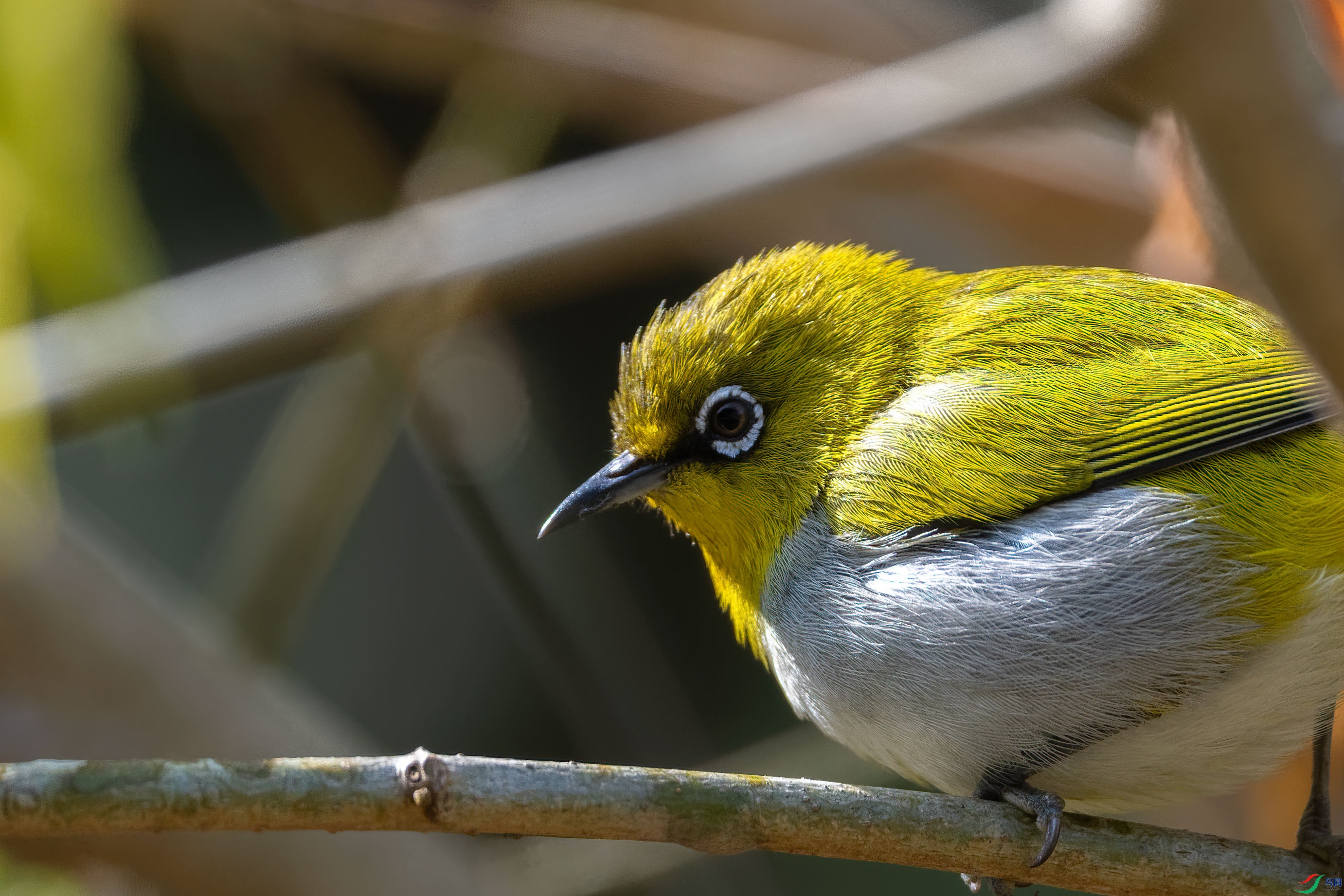 DSC_6162.jpg