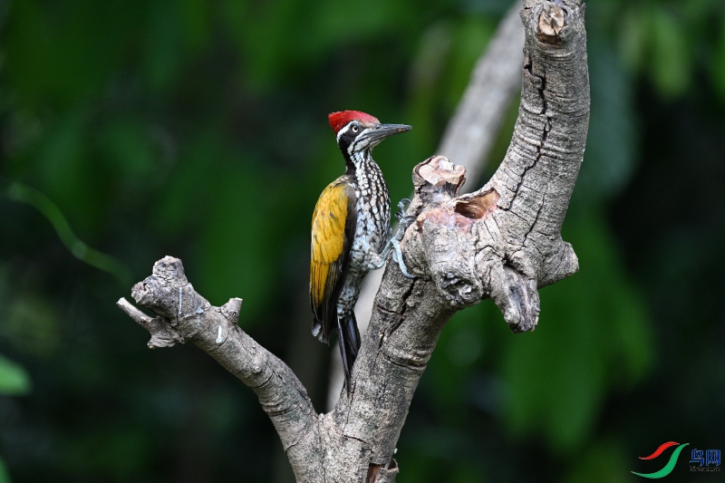 DSC_8511.JPG