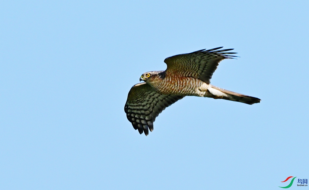 DSC_4463.JPG