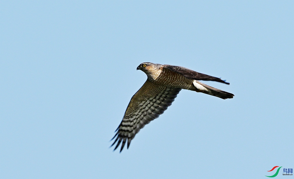 DSC_4461.JPG