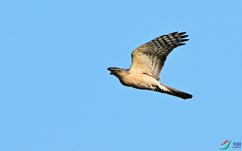 DSC_4462.JPG