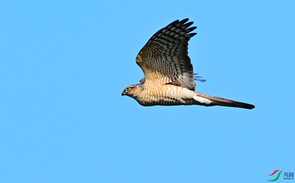 DSC_4469.JPG