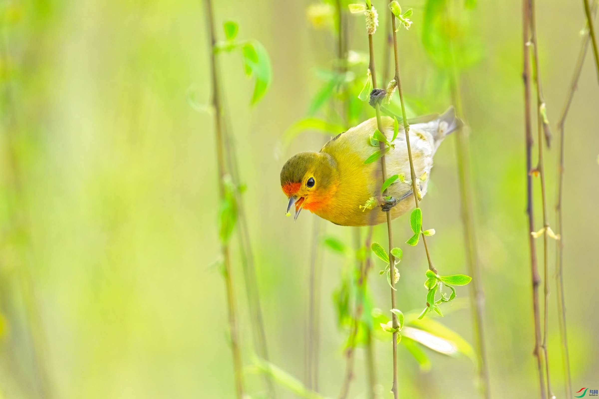 _DSC3131x.jpg