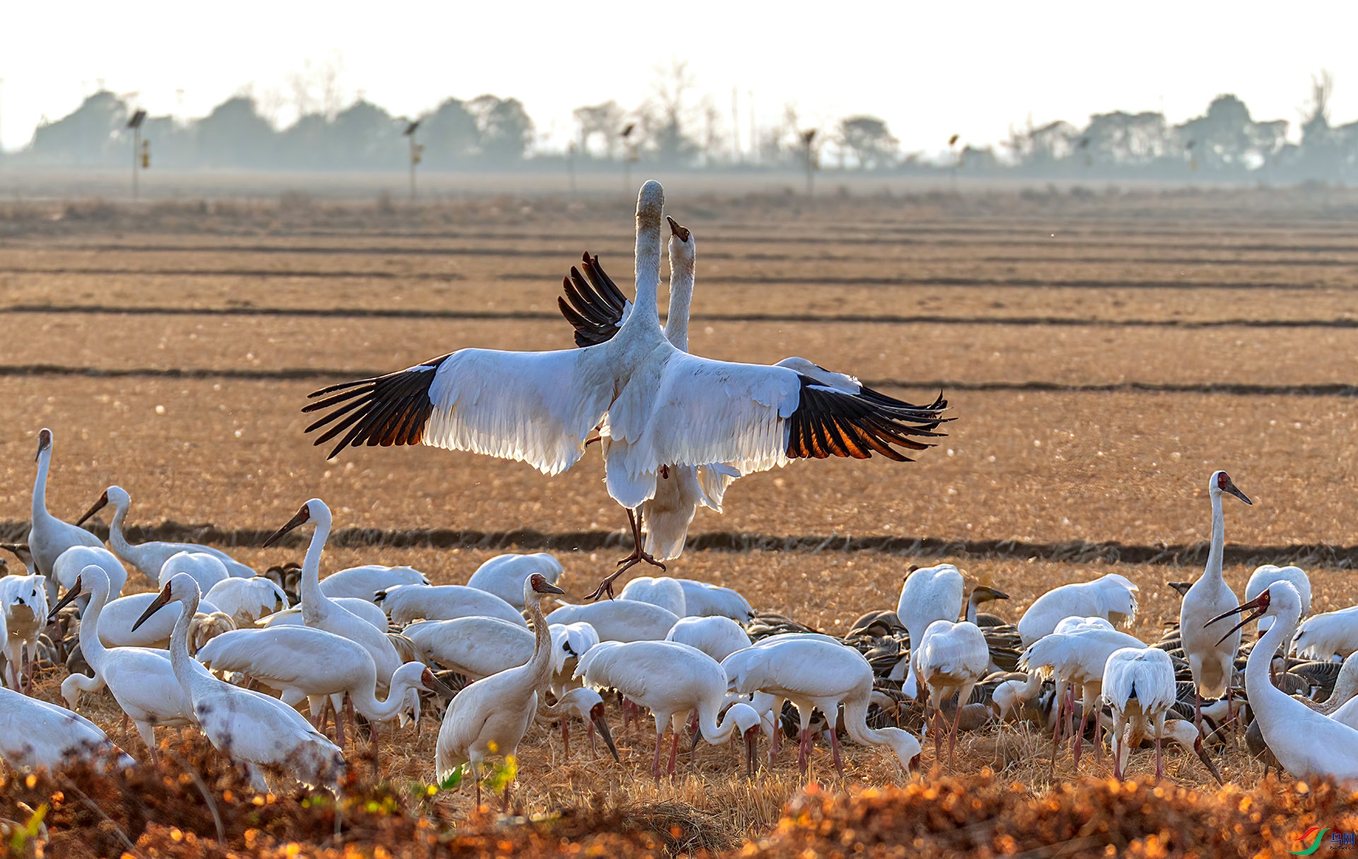 _60A0695 ����-Sh---1 .jpg