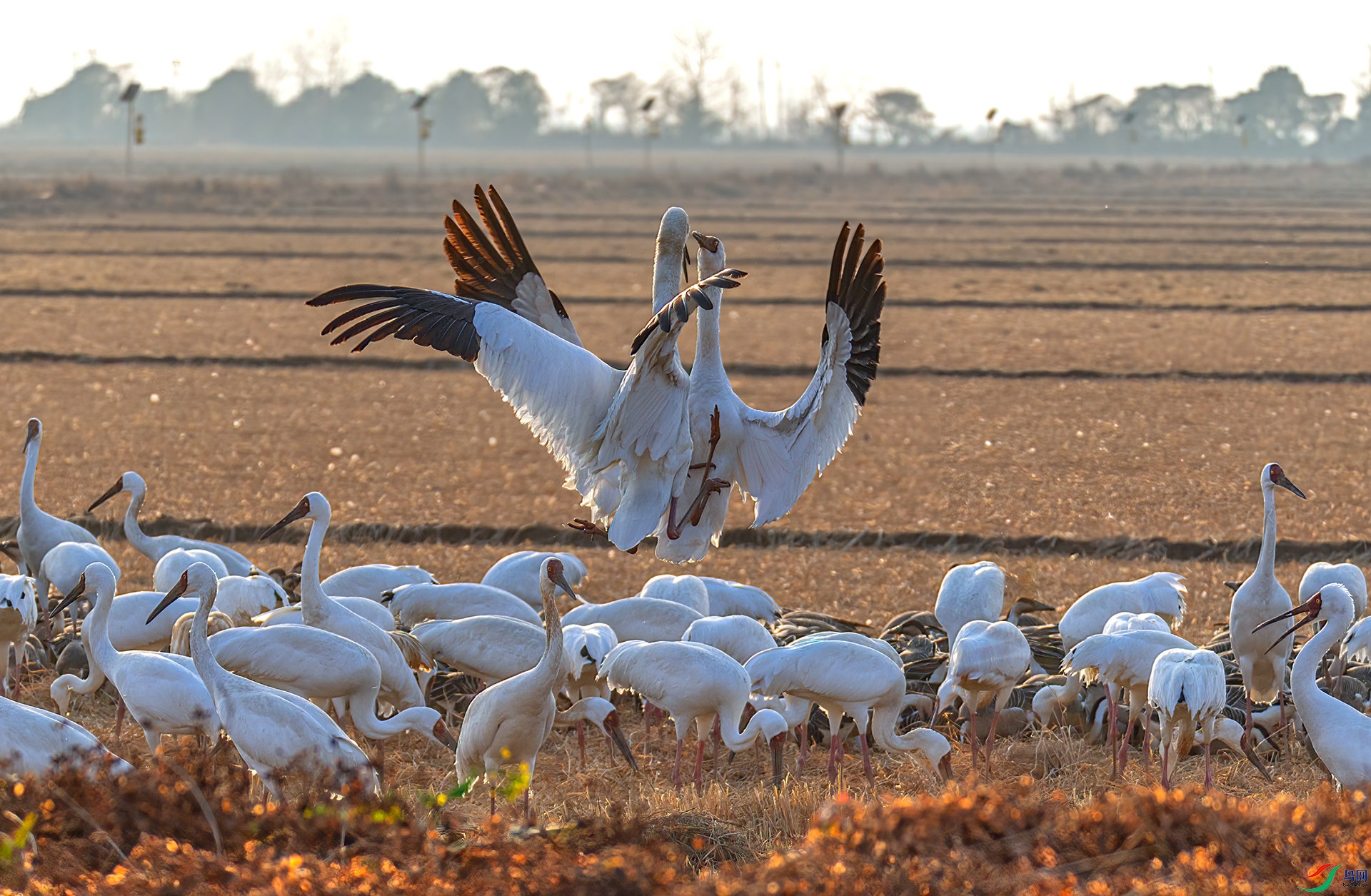 _60A0690 ����-Sha---1 .jpg