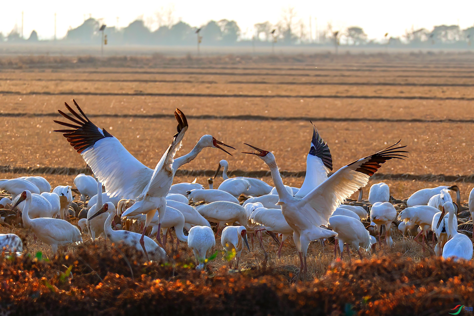 _60A0556 ����-Sh----1 .jpg