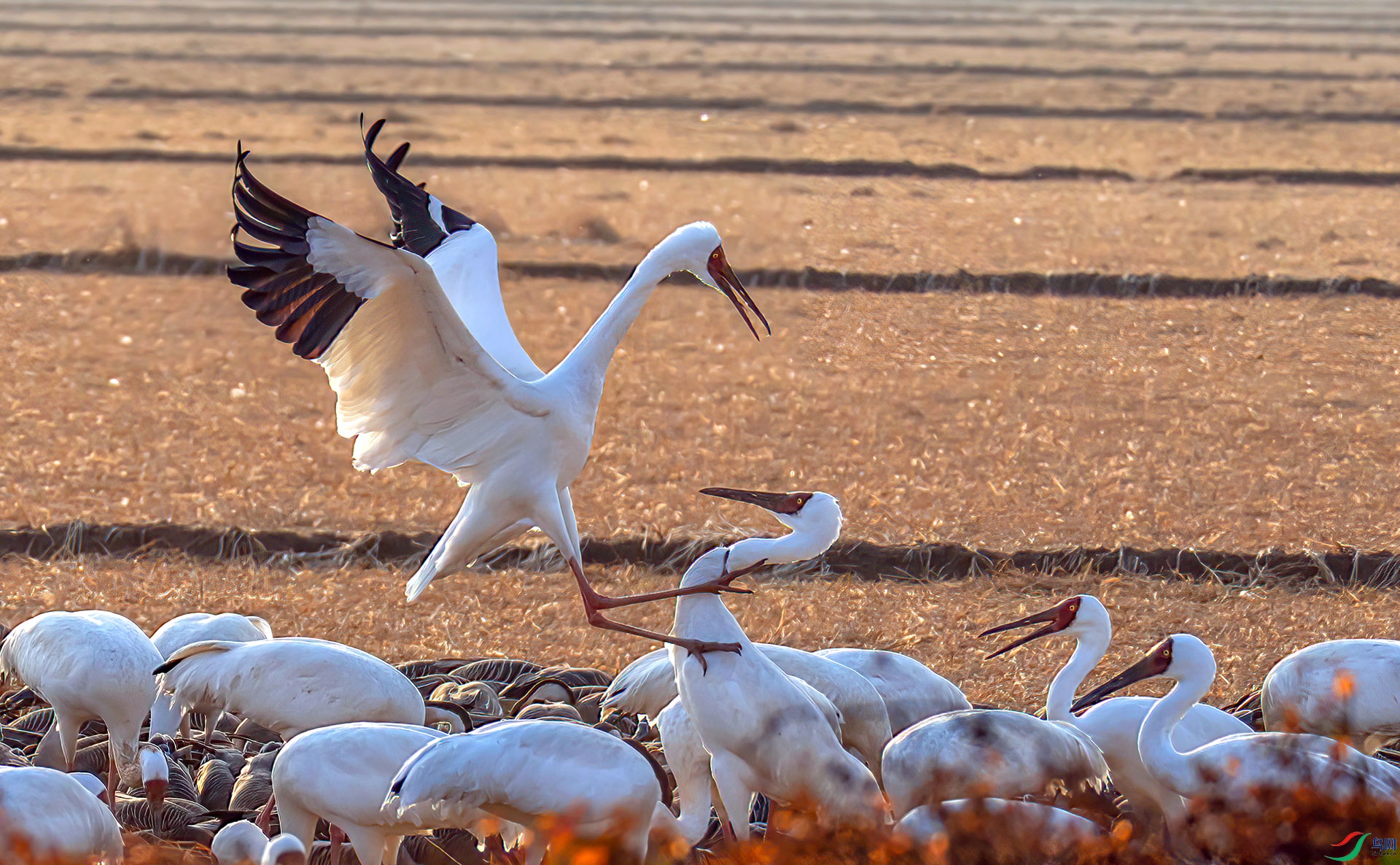 _60A0535 ����-Sh-----1 .jpg