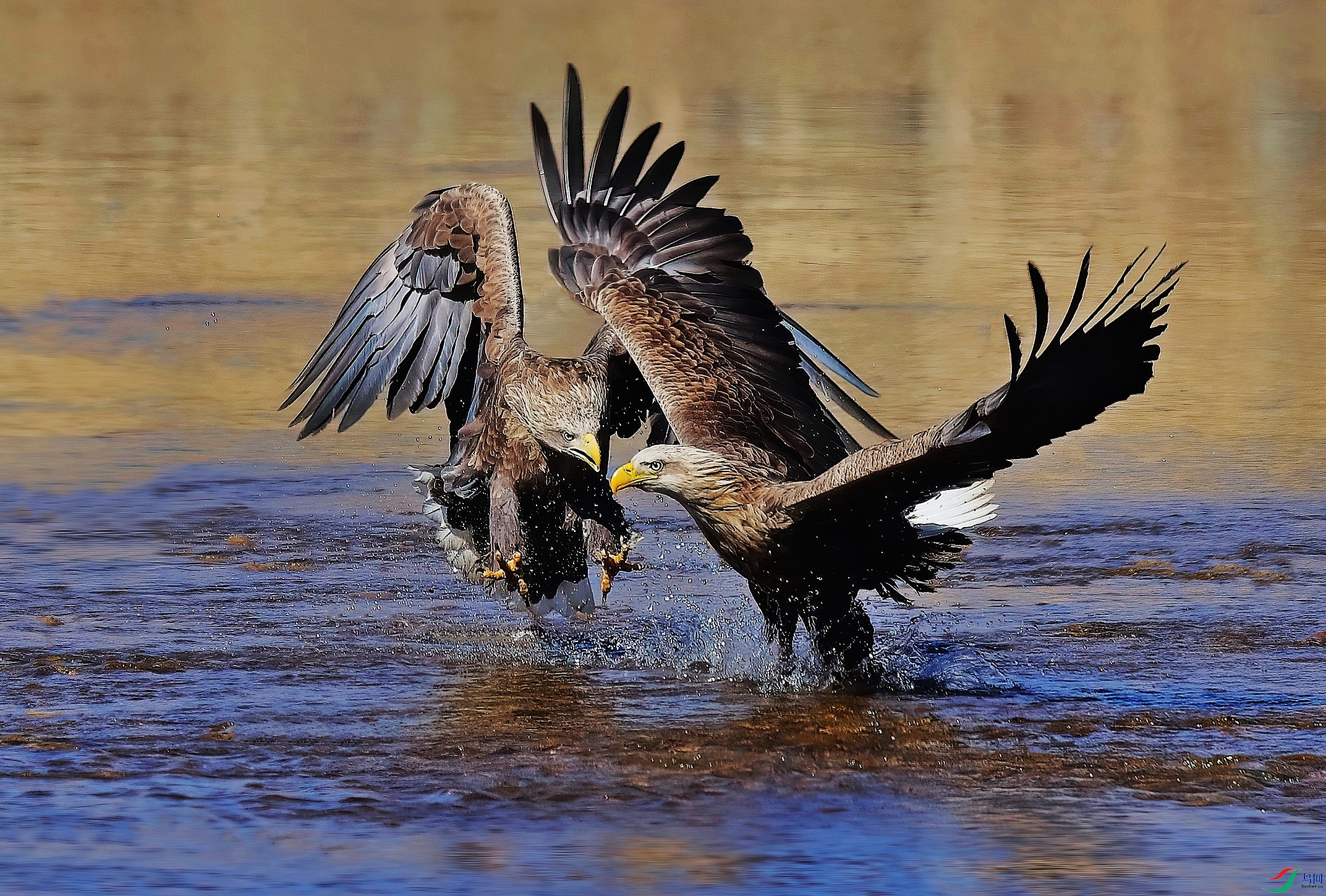 Canon EOS-1D X Mark II4967-DeNoiseAI-clear1.JPG